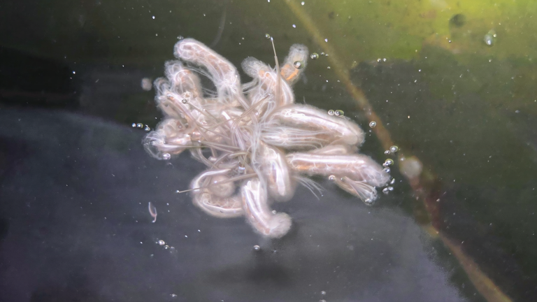 Vermi filiformi nel bidone dell'acqua piovana: ecco cos'è il verme crine di cavallo