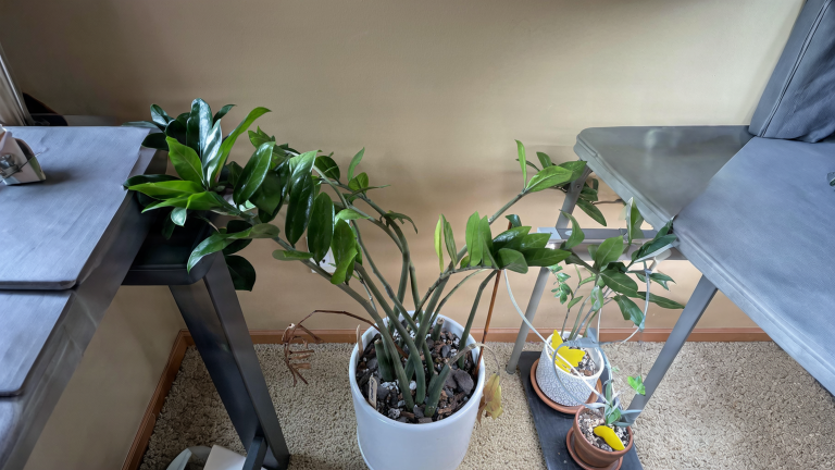 Zamioculcas con foglie gialle anche dopo il rinvaso: ripresa o marciume? Come capirlo in 3 controlli
