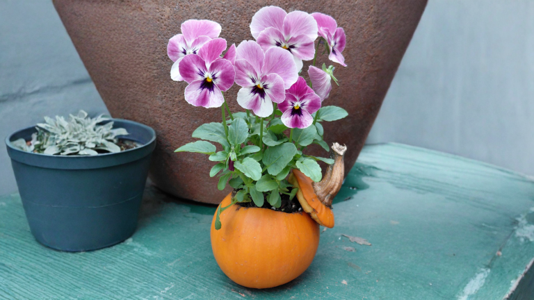 Zucca come vaso per fiori: fai durare la fioriera di zucca 6 settimane (e poi interrala)