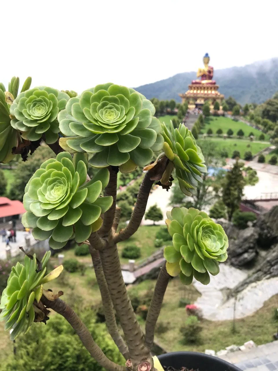 Aeonium arboreum: la succulenta che dorme d'estate e cresce d'inverno, e cosa fare se una rosetta fiorisce