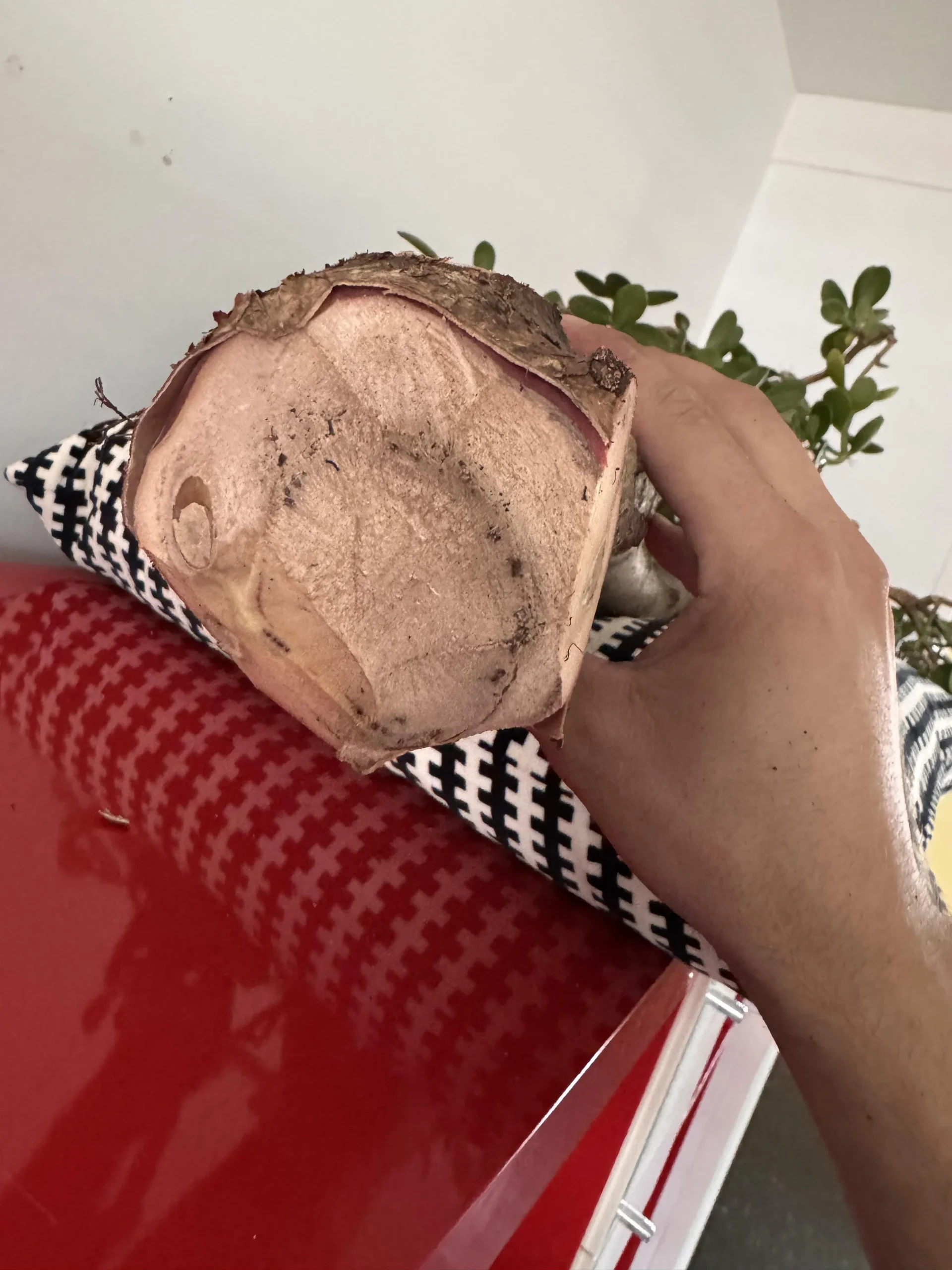 Albero di giada con il fusto molle: come leggere il taglio e capire dove fermare le forbici