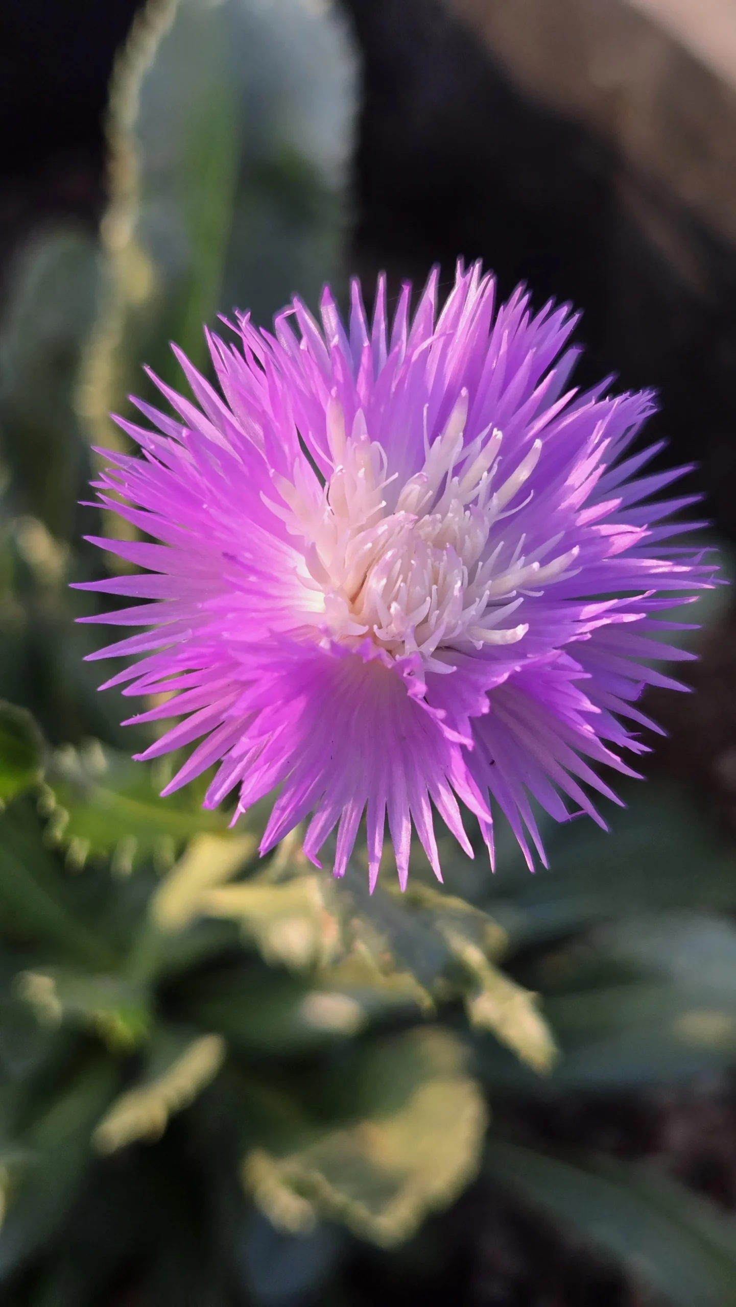 Amberboa moschata: il fiore profumato di miele che in vivaio non trovi mai, e si semina adesso