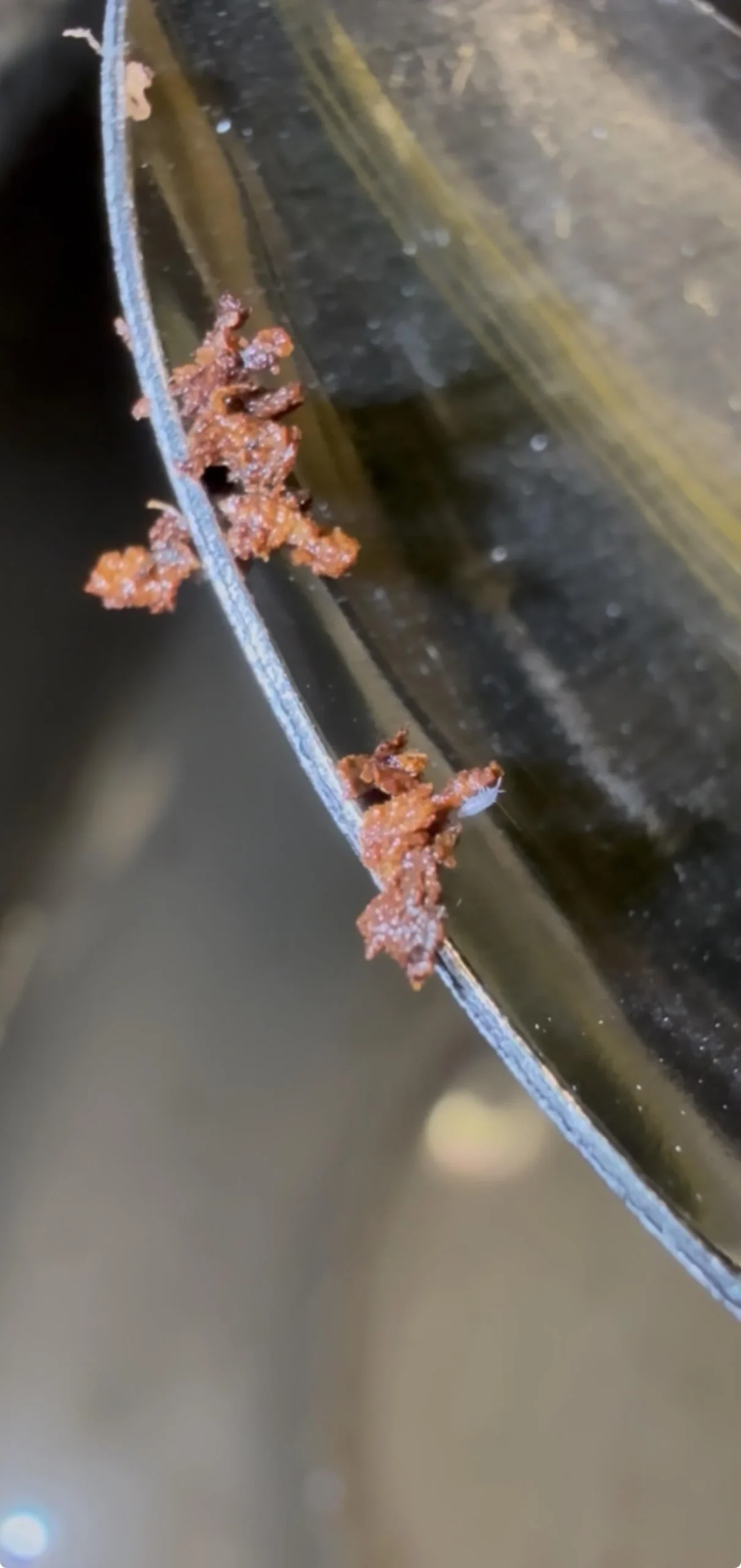 Animaletti bianchi nel terriccio quando annaffi: collemboli, acari o ragnetto rosso? Come capirlo in 60 secondi
