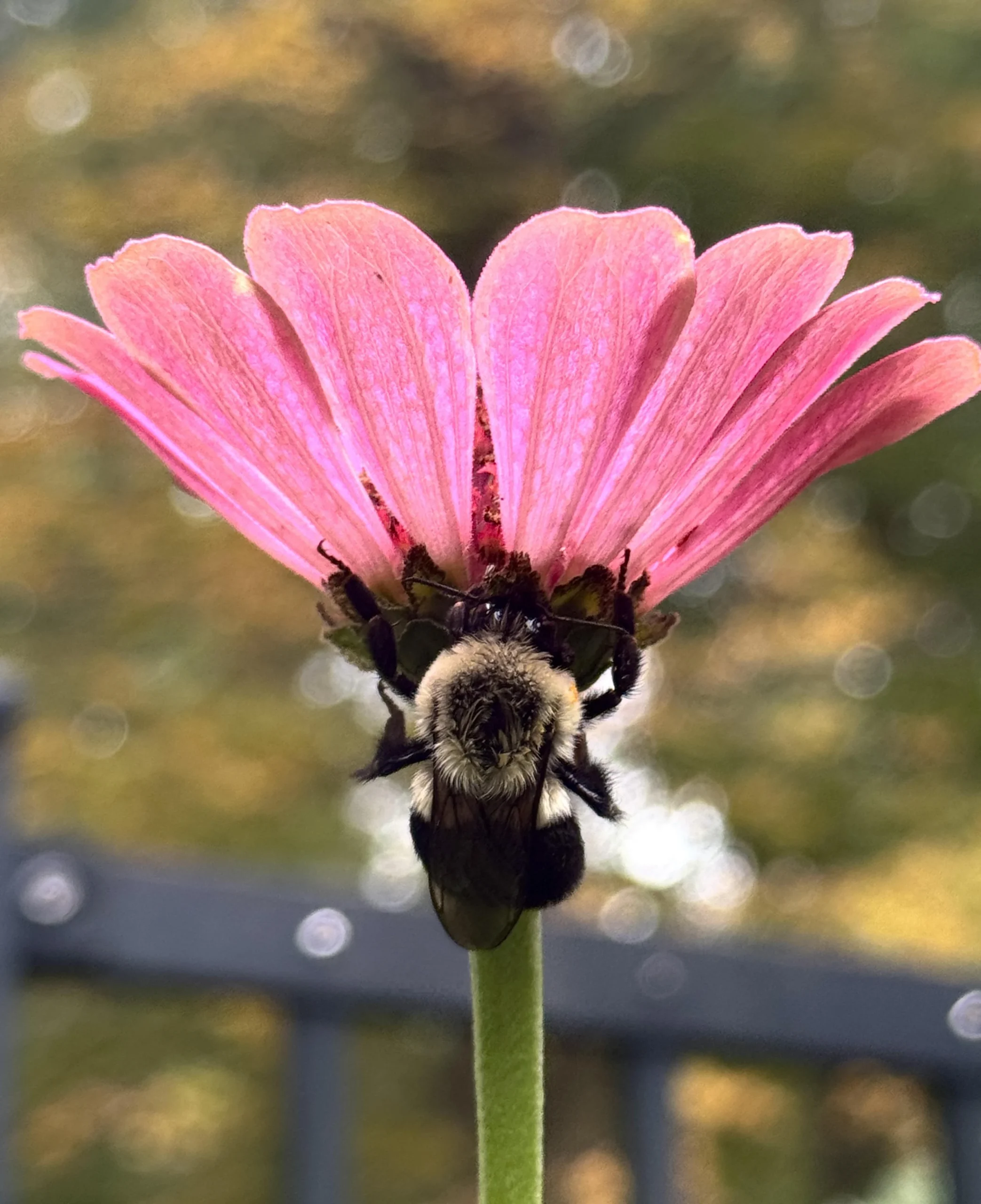 Ape immobile sul fiore all'alba: dorme, ha freddo o sta morendo? Come capirlo in 60 secondi
