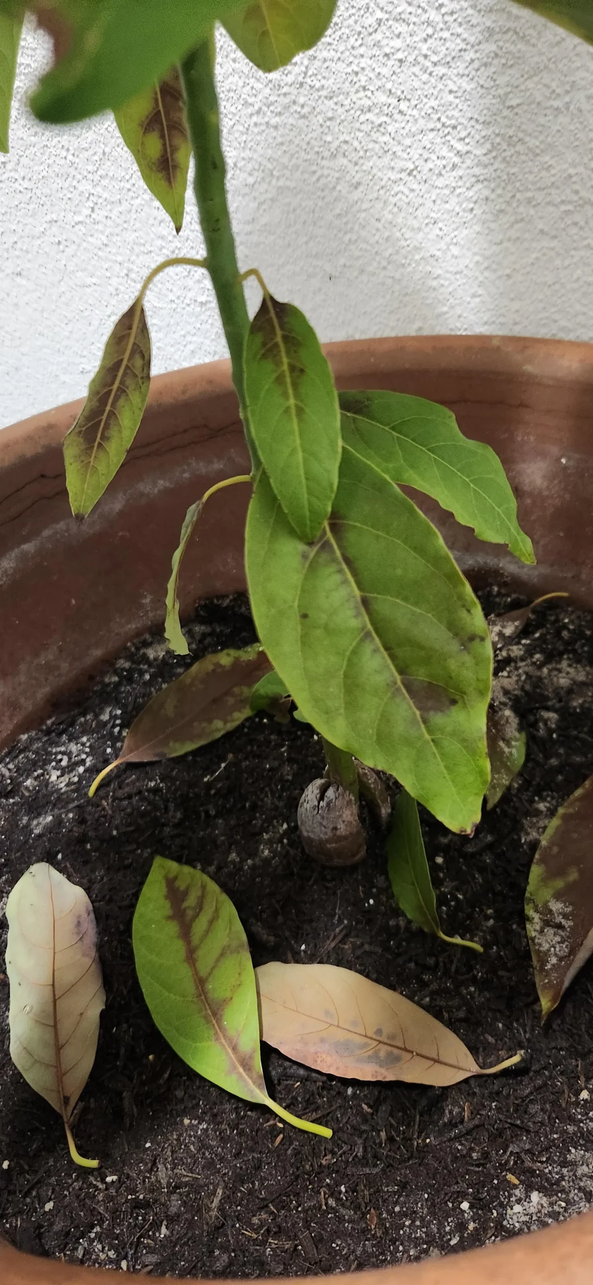 Avocado in casa pieno di insetti sotto le foglie: riconosci il parassita in 60 secondi e fermalo senza veleni
