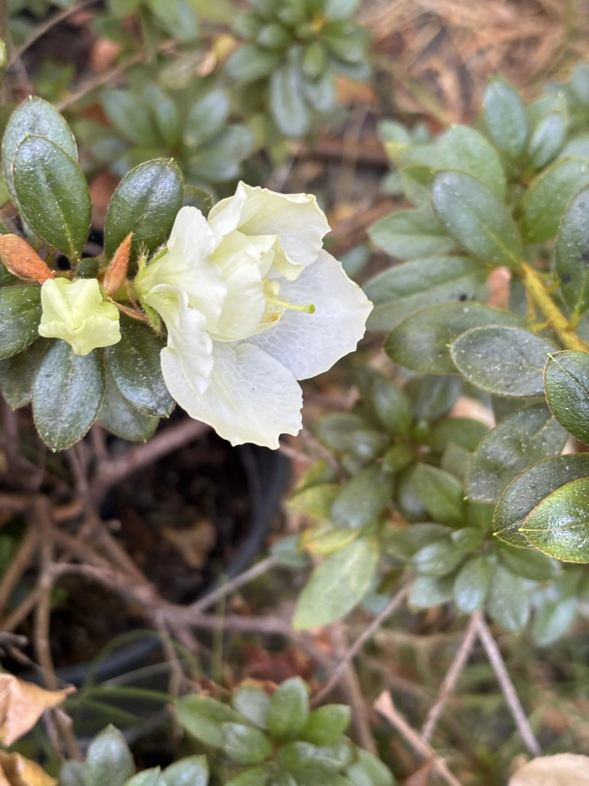 Azalea non fiorisce? Guarda le gemme in autunno e scopri subito se fiorirà a primavera