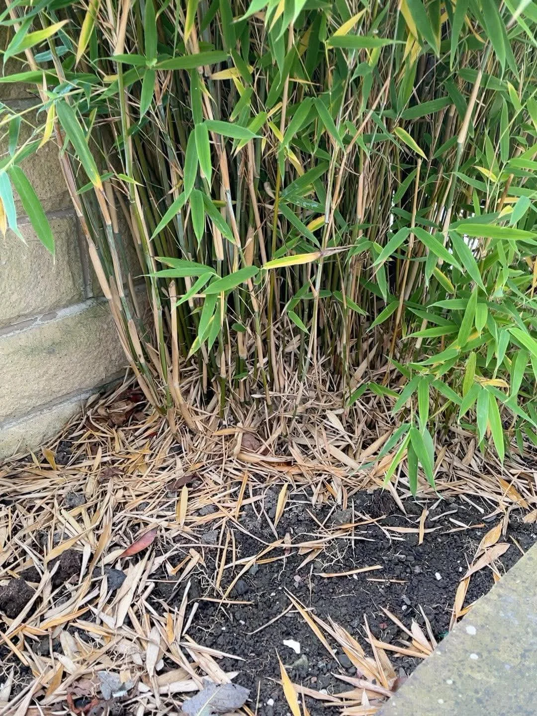 Bambù invasivo in giardino: il test dei 3 indizi per capirlo in 5 minuti