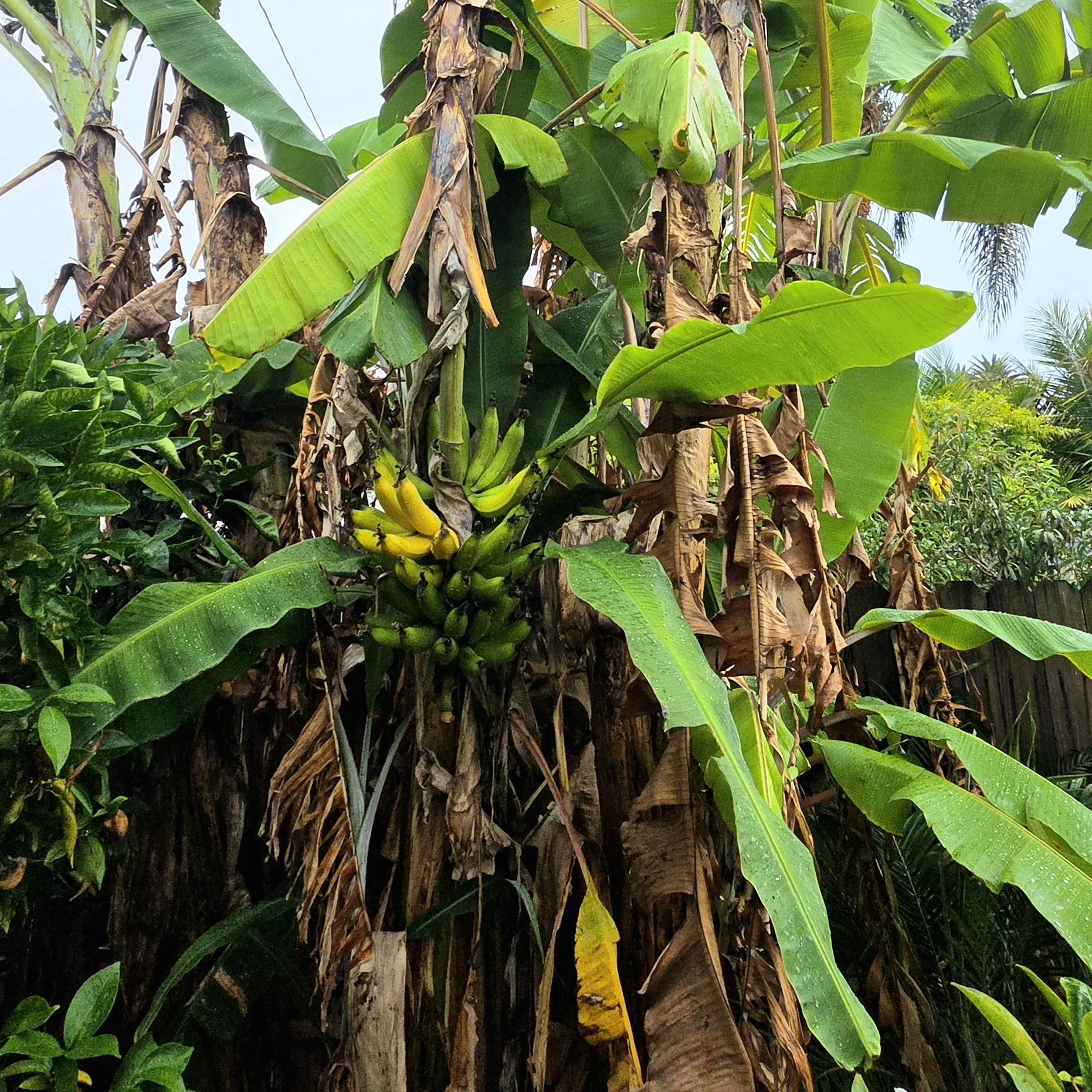 Banane che sanno di caramella: la varietà scomparsa e come far fruttificare un banano in Italia