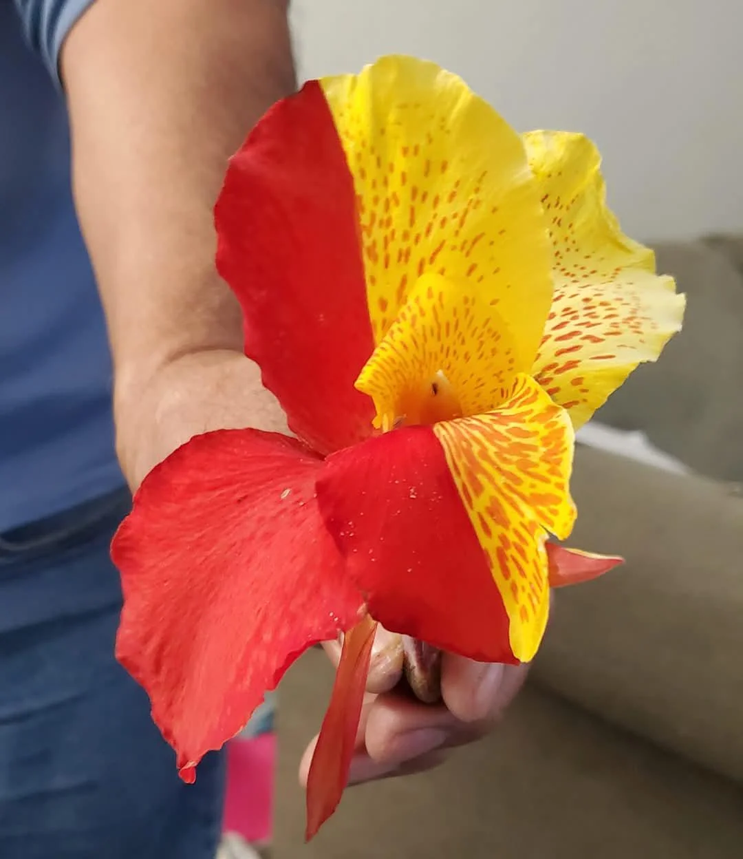 Bella di notte con fiori bicolori: i geni che saltano dipingono i petali. Come tenere le piante più belle
