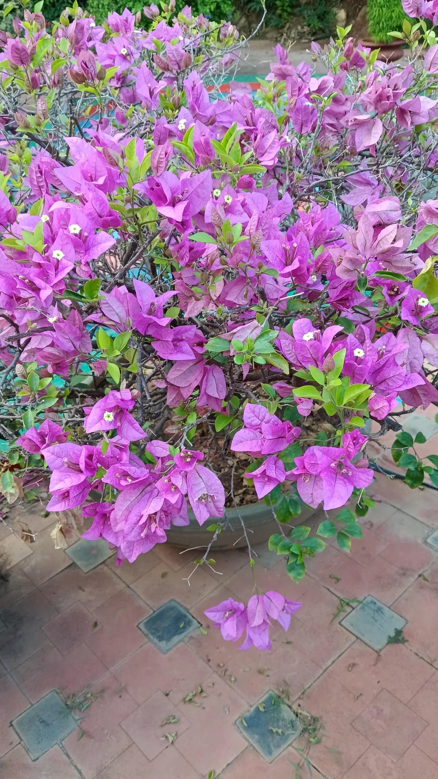 Bouganvillea in inverno: perché perde le foglie, come salvarla dal freddo e farla rifiorire