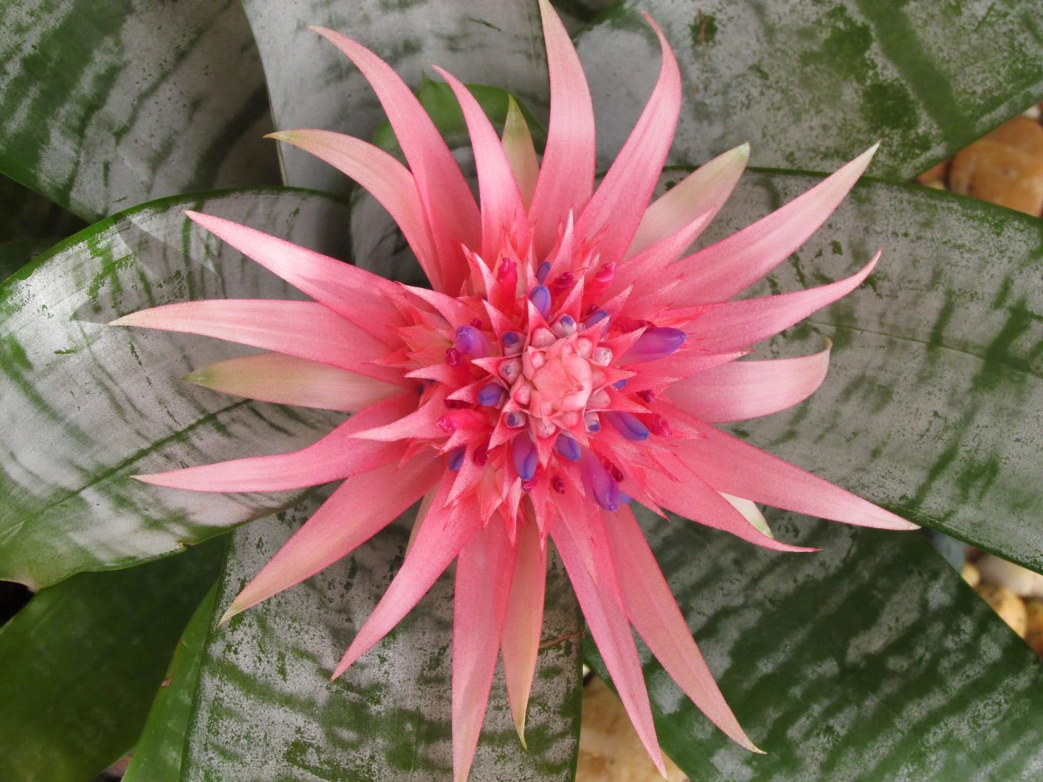 Bromelia dopo la fioritura: perché la pianta madre muore, come salvare i figli e il trucco della mela