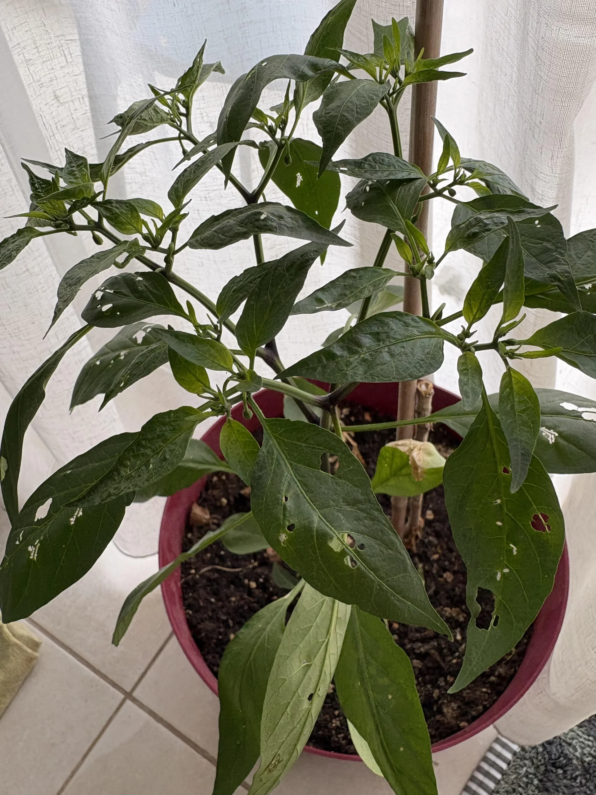 Buchi nelle foglie del peperoncino e palline nere sotto: come scoprire il bruco che non vedi