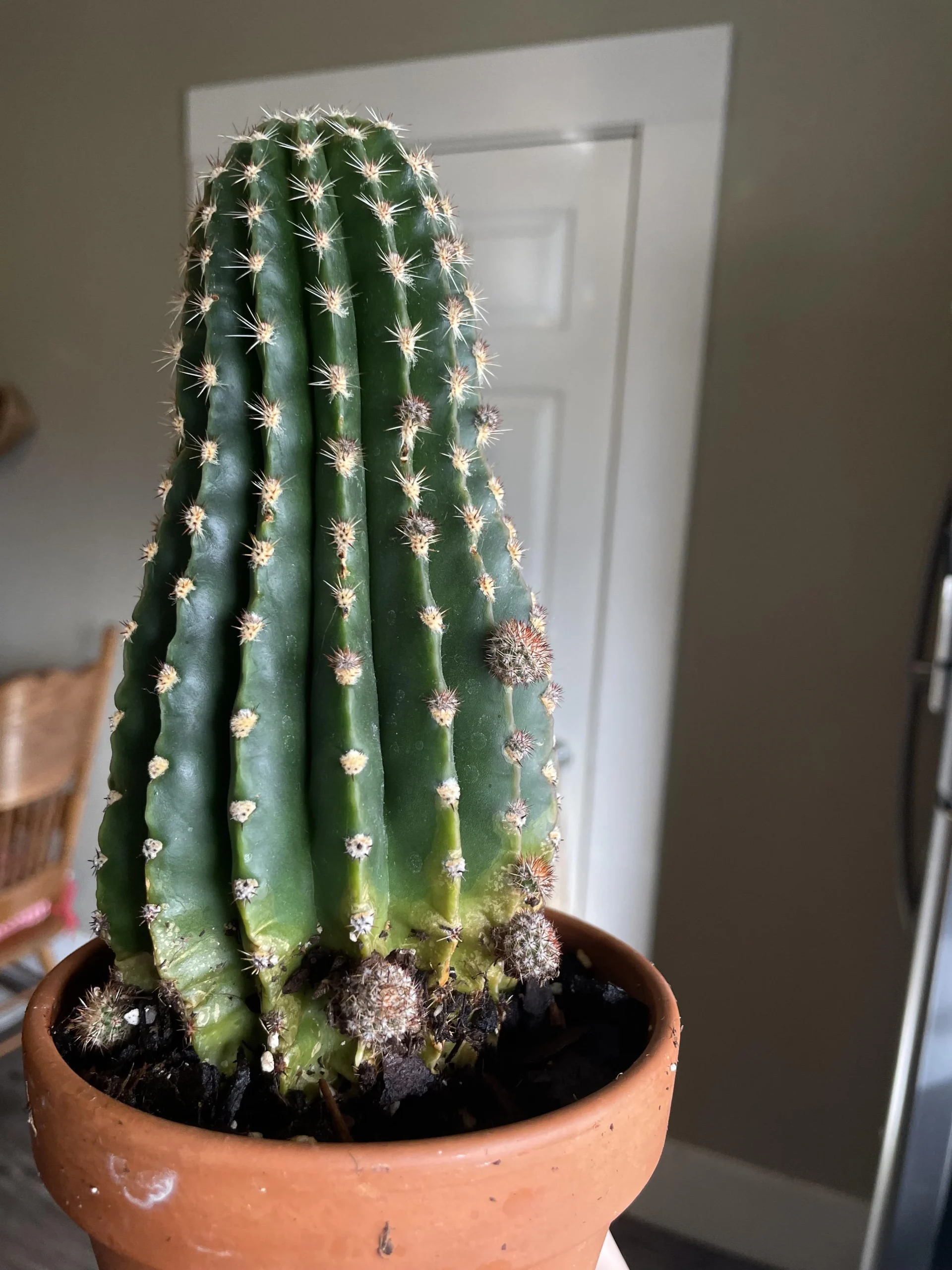 Cactus marrone alla base: come capire in 60 secondi se è corteccia o marciume