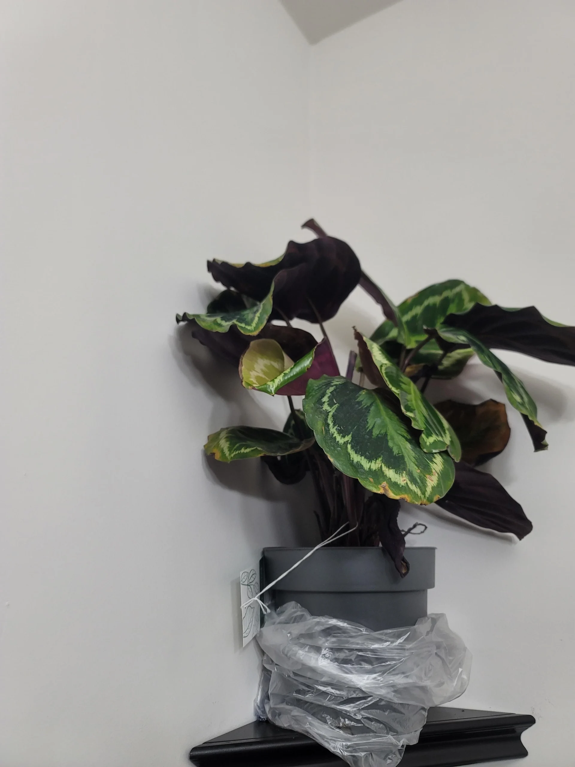 Calathea con foglie secche e bordi marroni dopo l'acquisto: cosa succede davvero nei primi 30 giorni