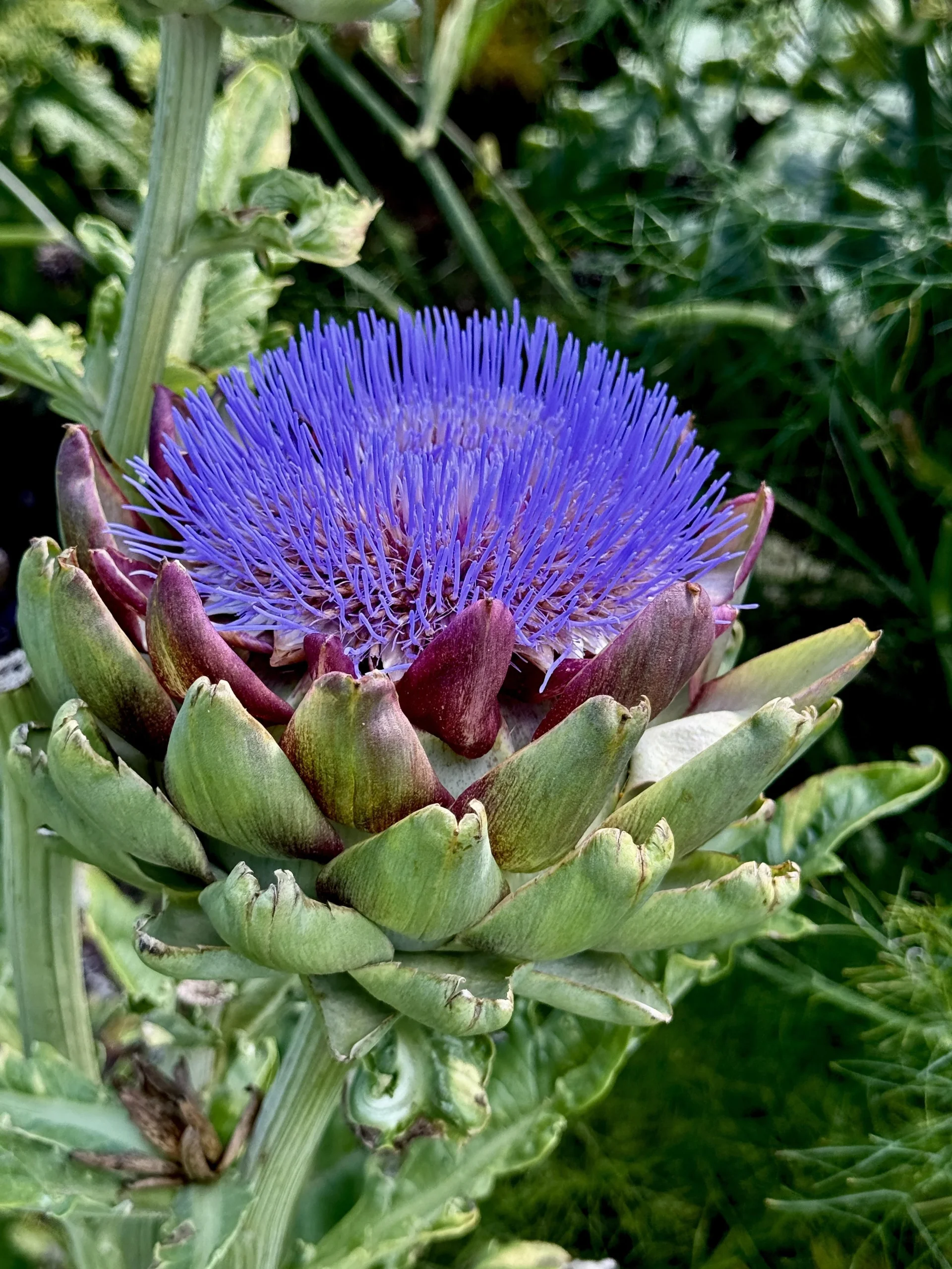 Carciofo in fiore: perché quel pennacchio viola vale più di un capolino