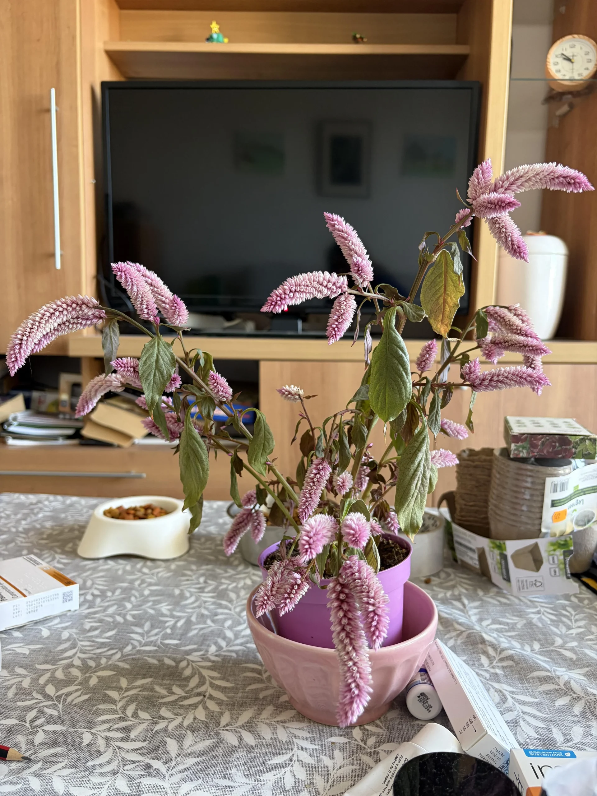 Celosia in autunno: perché crolla dopo due settimane e come salvarne i semi per la primavera