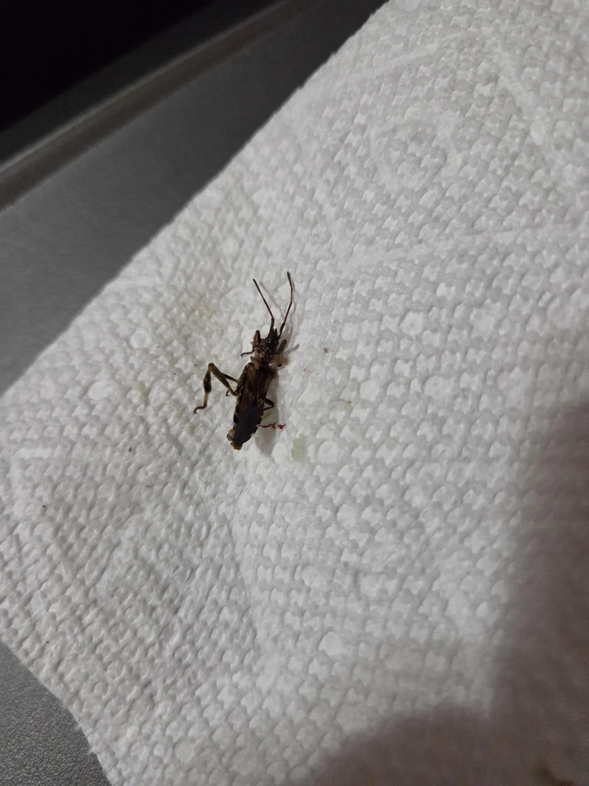 Cimice asiatica in casa: perché a ottobre entra in camera e perché puzza di coriandolo se la schiacci
