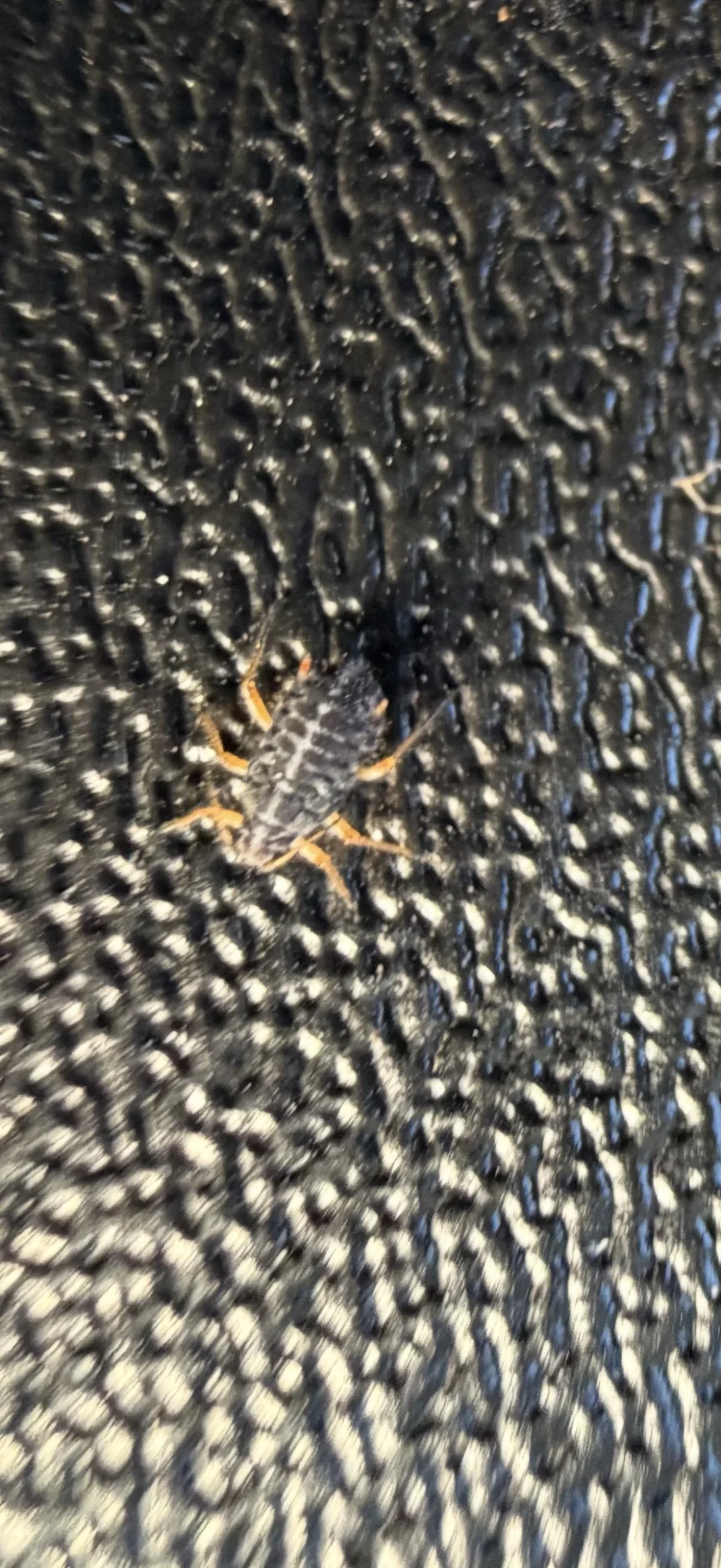 Cimice asiatica in casa in autunno: perché a ottobre si ammassano sempre sullo stesso muro