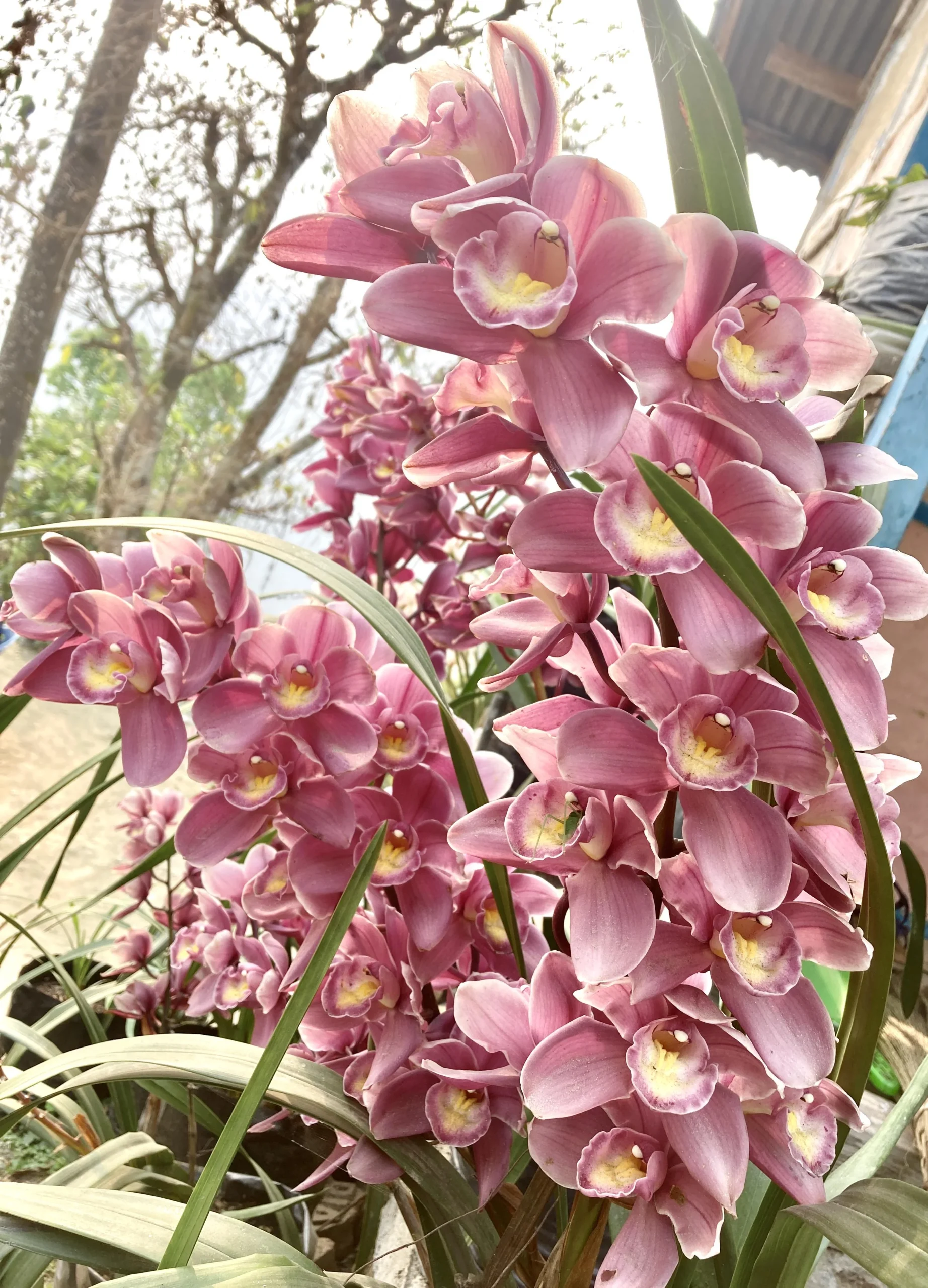 Come far fiorire il Cymbidium: il segreto sono le notti fredde d'autunno, non il salotto caldo