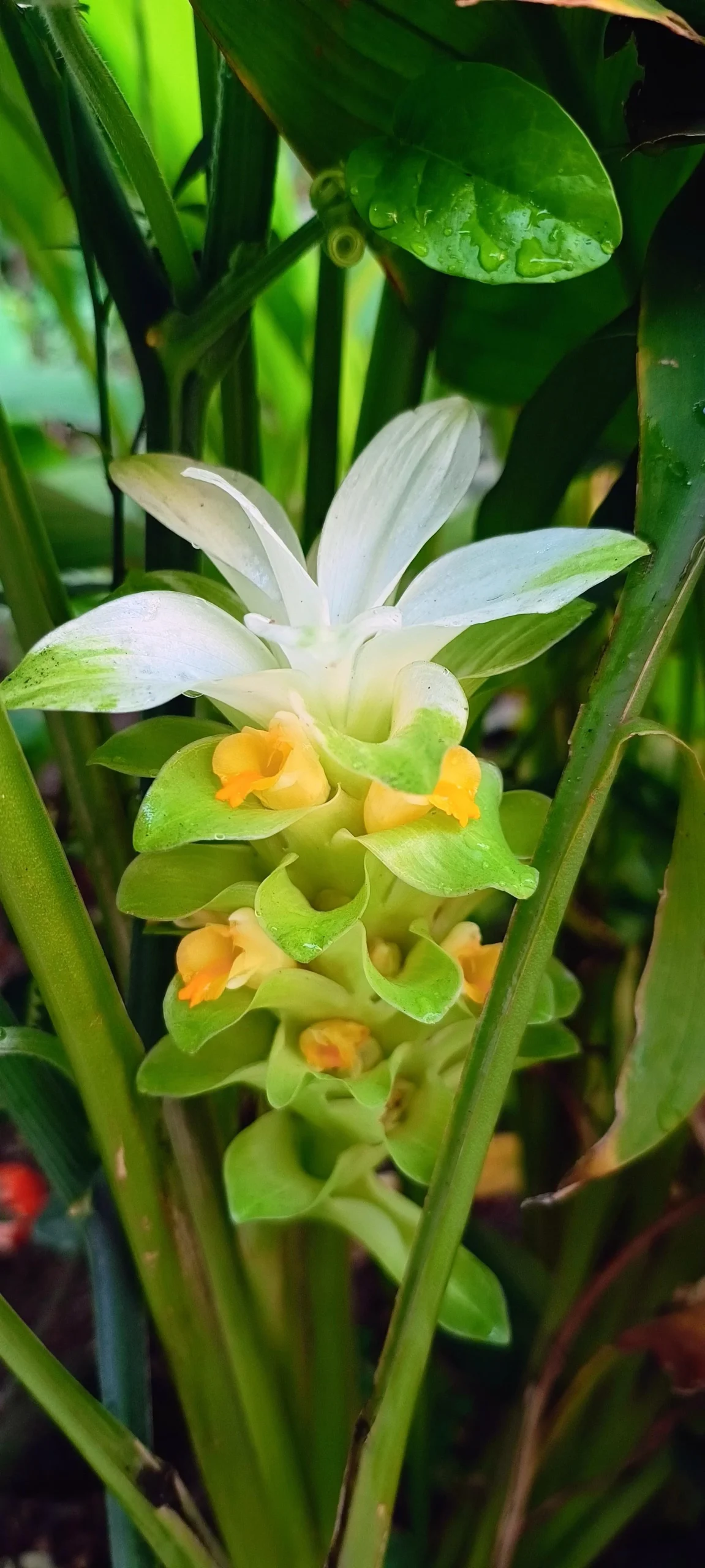 Come riconoscere la datura in 60 secondi: i 3 dettagli che la distinguono da ipomea e brugmansia