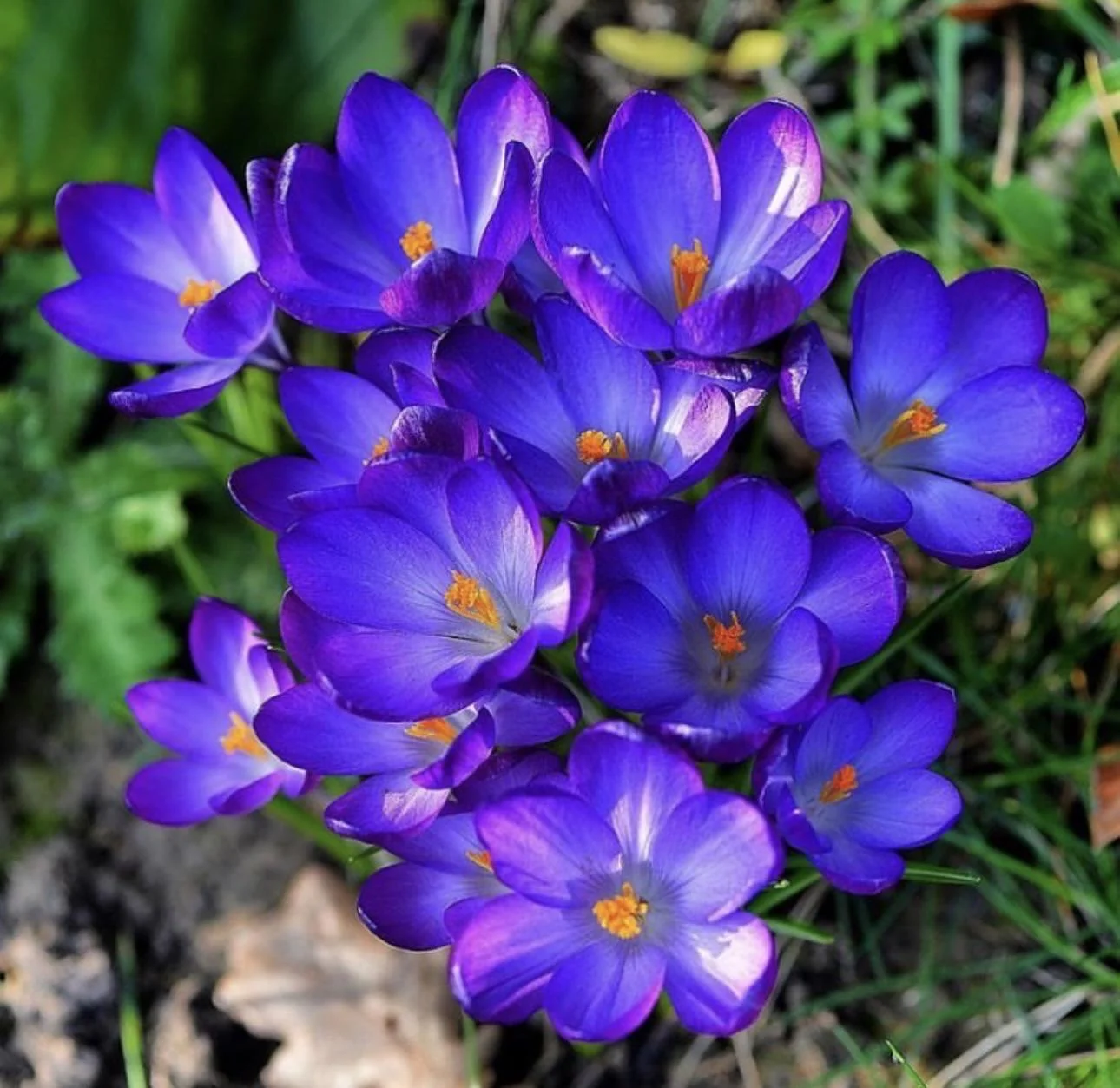 Crocus nel prato: il meccanismo segreto per cui venti cormi diventano un tappeto fiorito