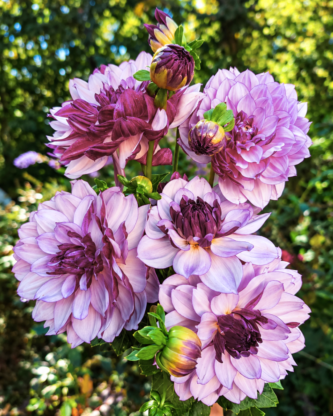 Dalie a ottobre: perché i fiori d'autunno sono i più belli e perché la collezione del prossimo anno si decide adesso