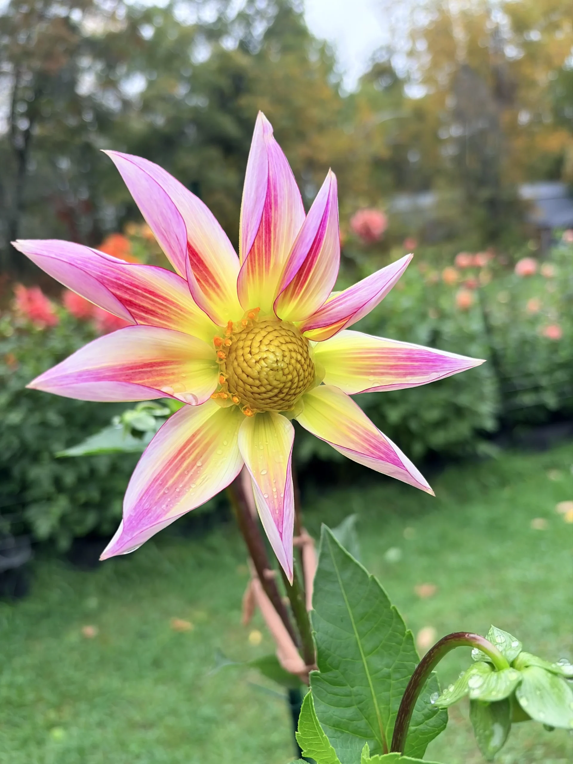 Dalie da seme: ogni plantula è un fiore mai visto prima, ecco come scegliere quelle da tenere
