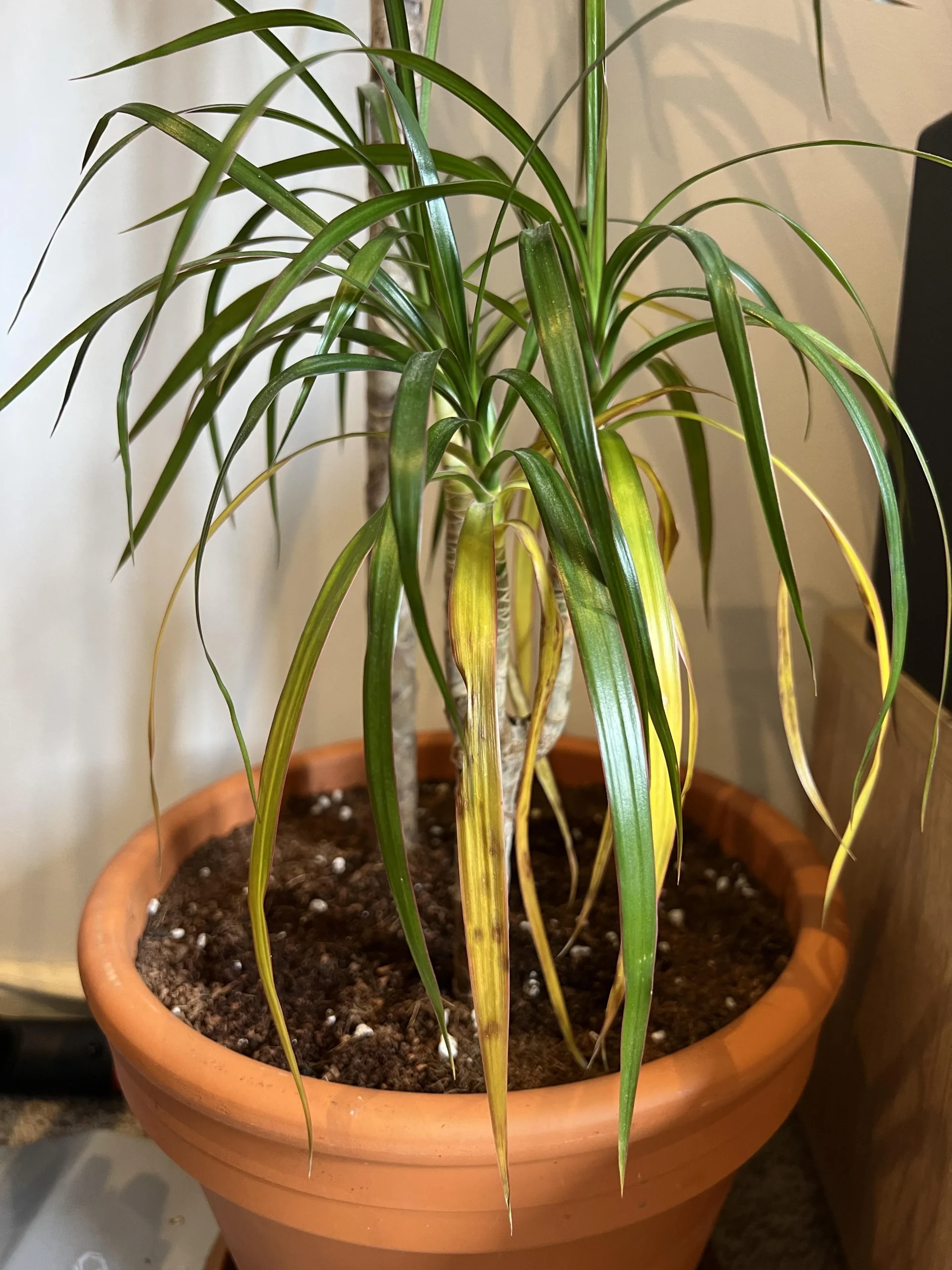 Dracena con foglie gialle che cadono: l errore di togliere le foglie basse e dove tagliare davvero