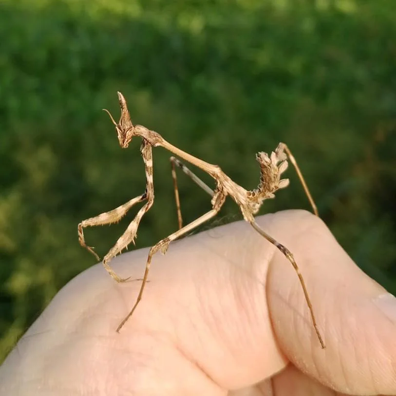 Empusa, la mantide con la cresta che sembra un rametto e passa l'inverno da giovane