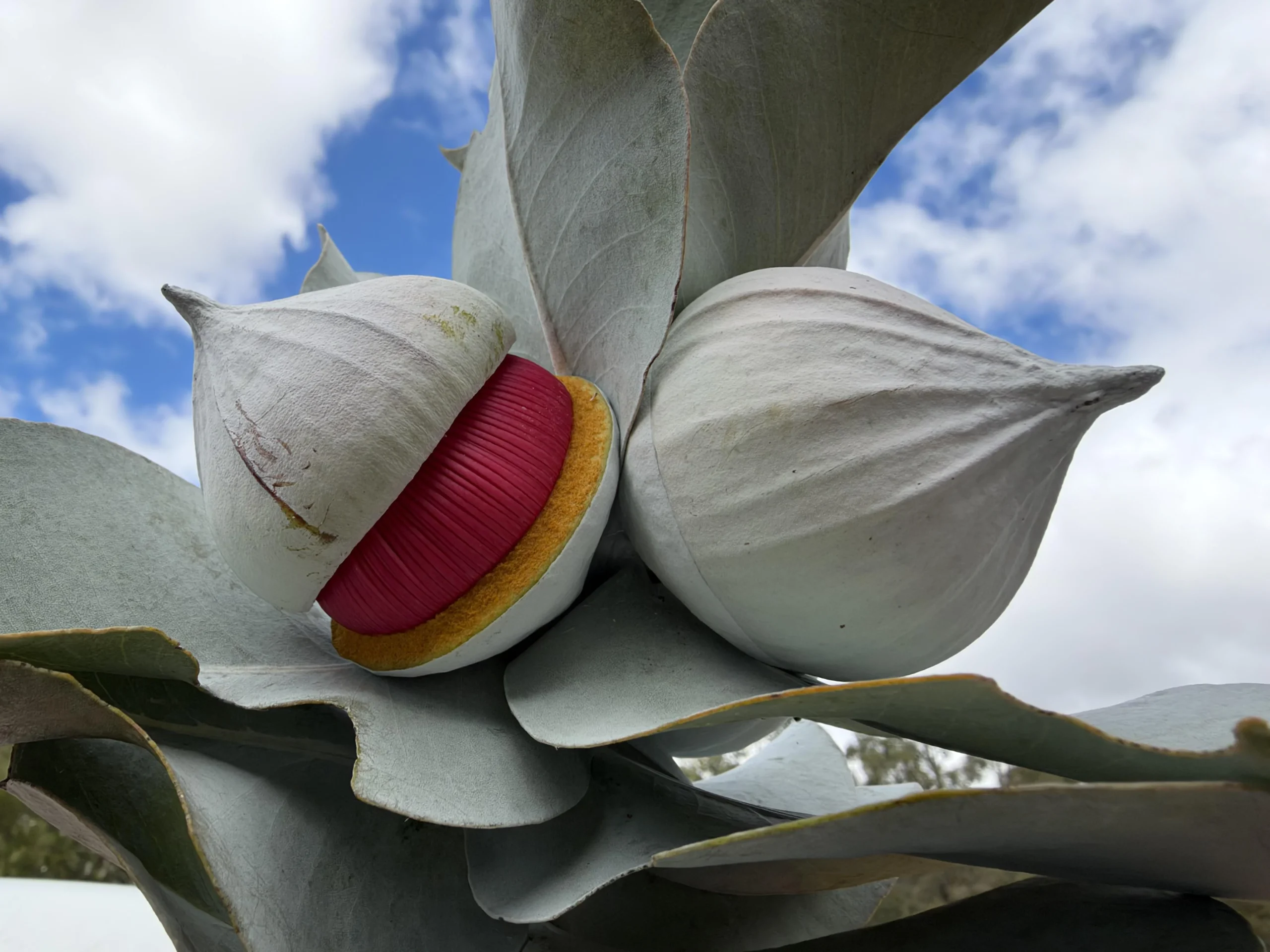 Eucalyptus macrocarpa, il fiore più grande del genere: come coltivarlo in vaso senza ucciderlo