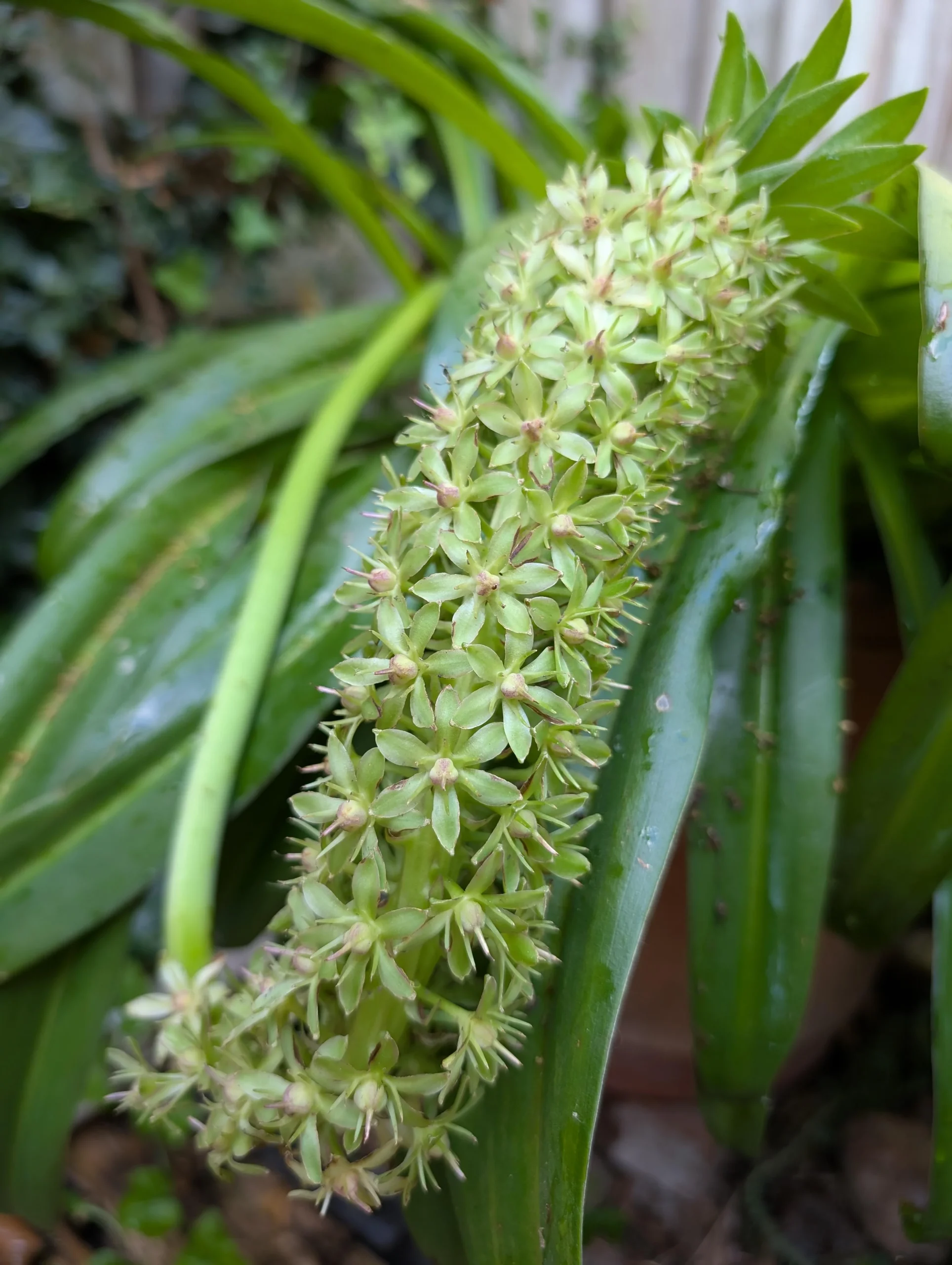 Eucomis, il giglio ananas: conta gli steli fiorali e capirai cosa sta chiedendo il bulbo