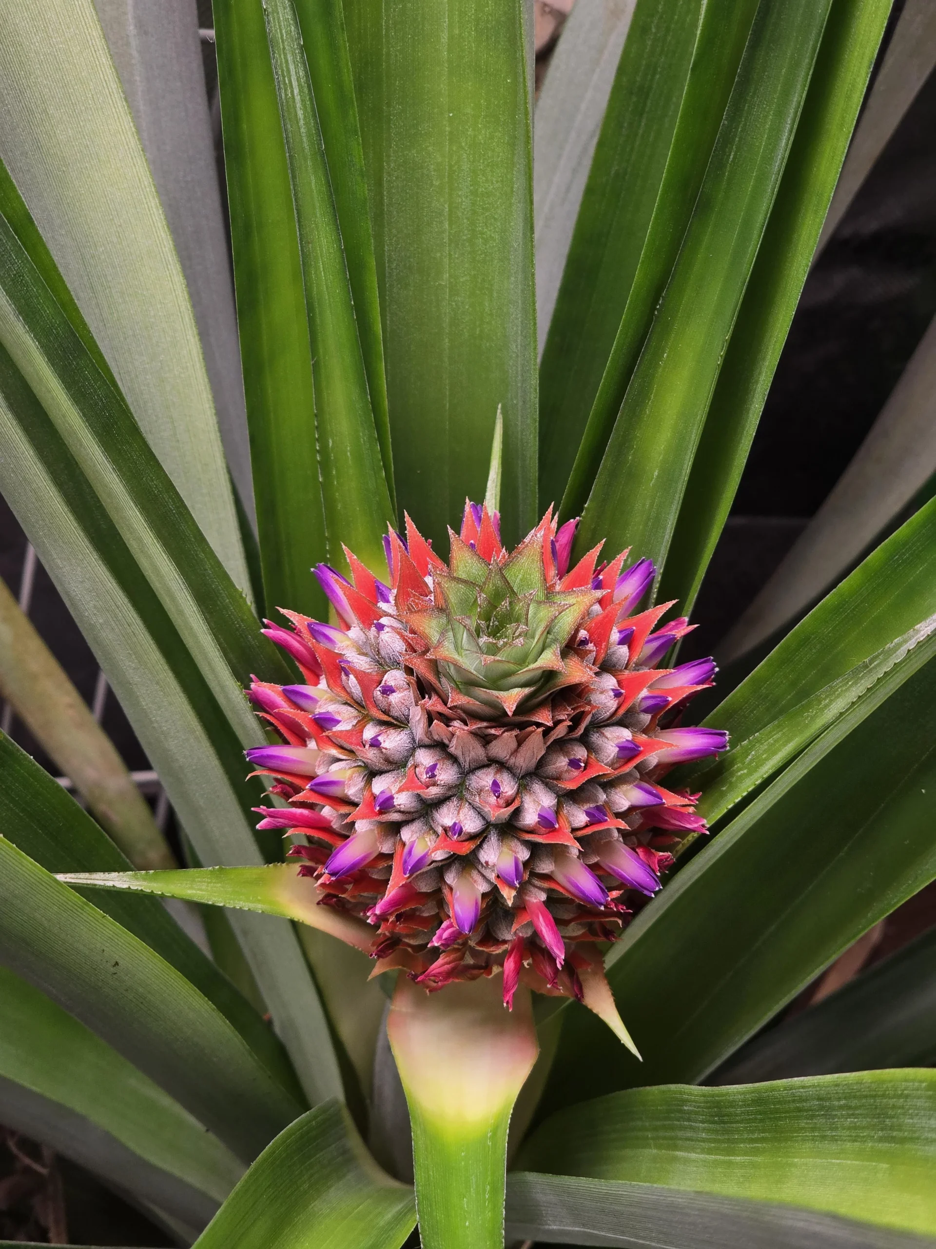 Far fiorire l'ananas in vaso: i fiorellini viola sono l'orologio del frutto