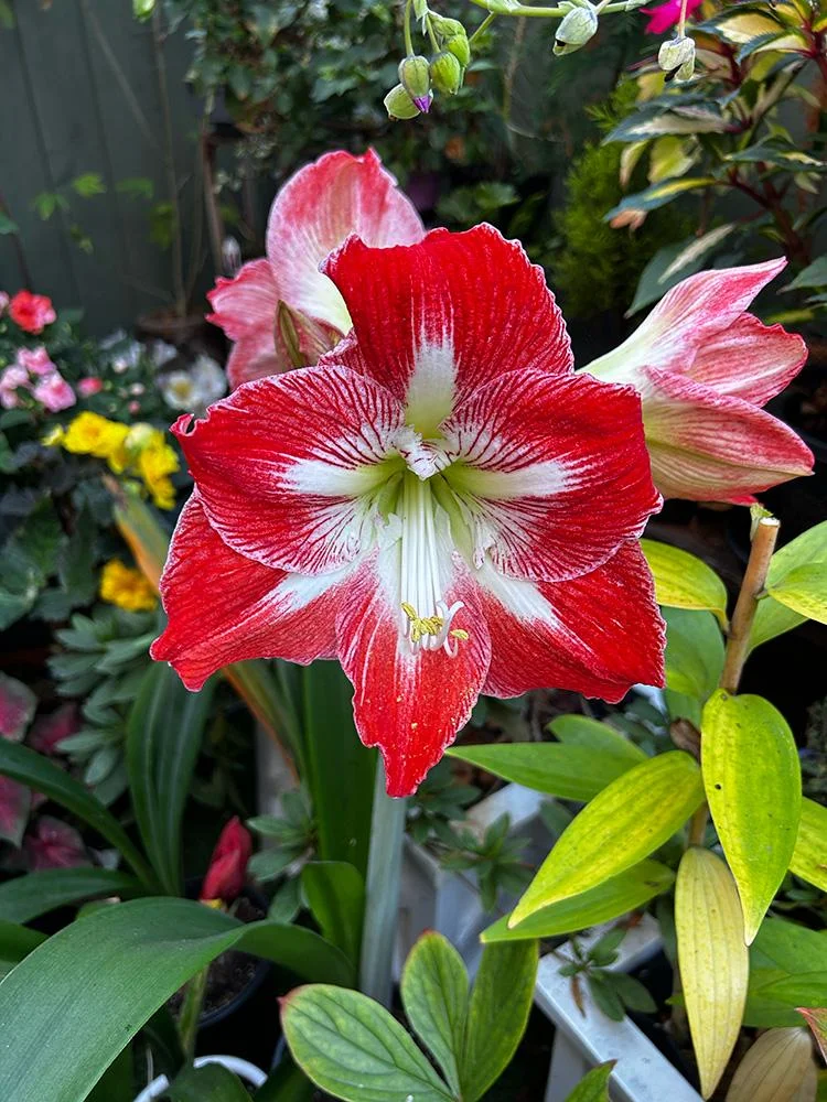 Far rifiorire l'amaryllis: conta le foglie del bulbo e saprai la data del fiore