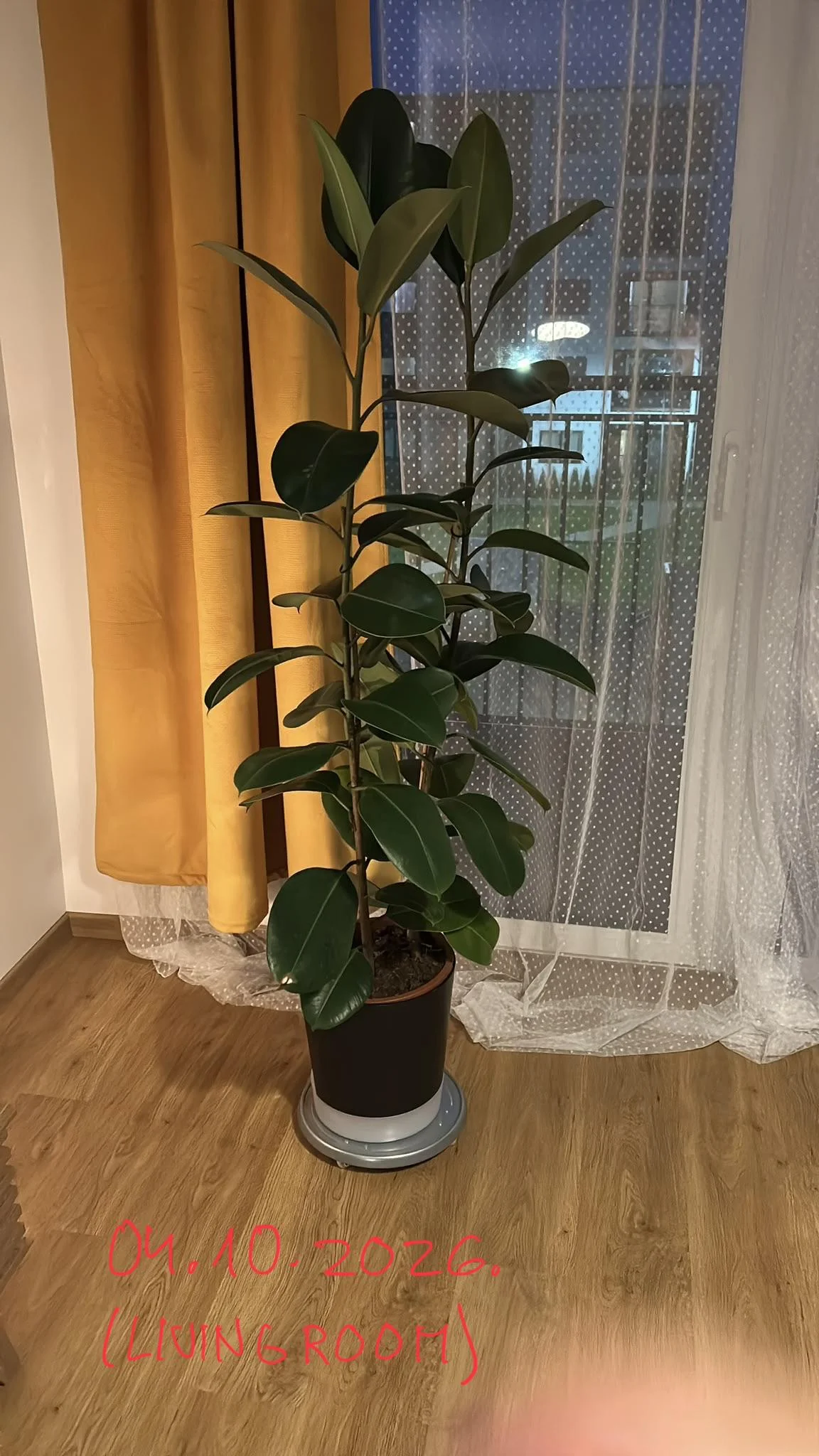Ficus elastica con foglie afflosciate dopo il rinvaso e terra sempre bagnata: cosa sta succedendo
