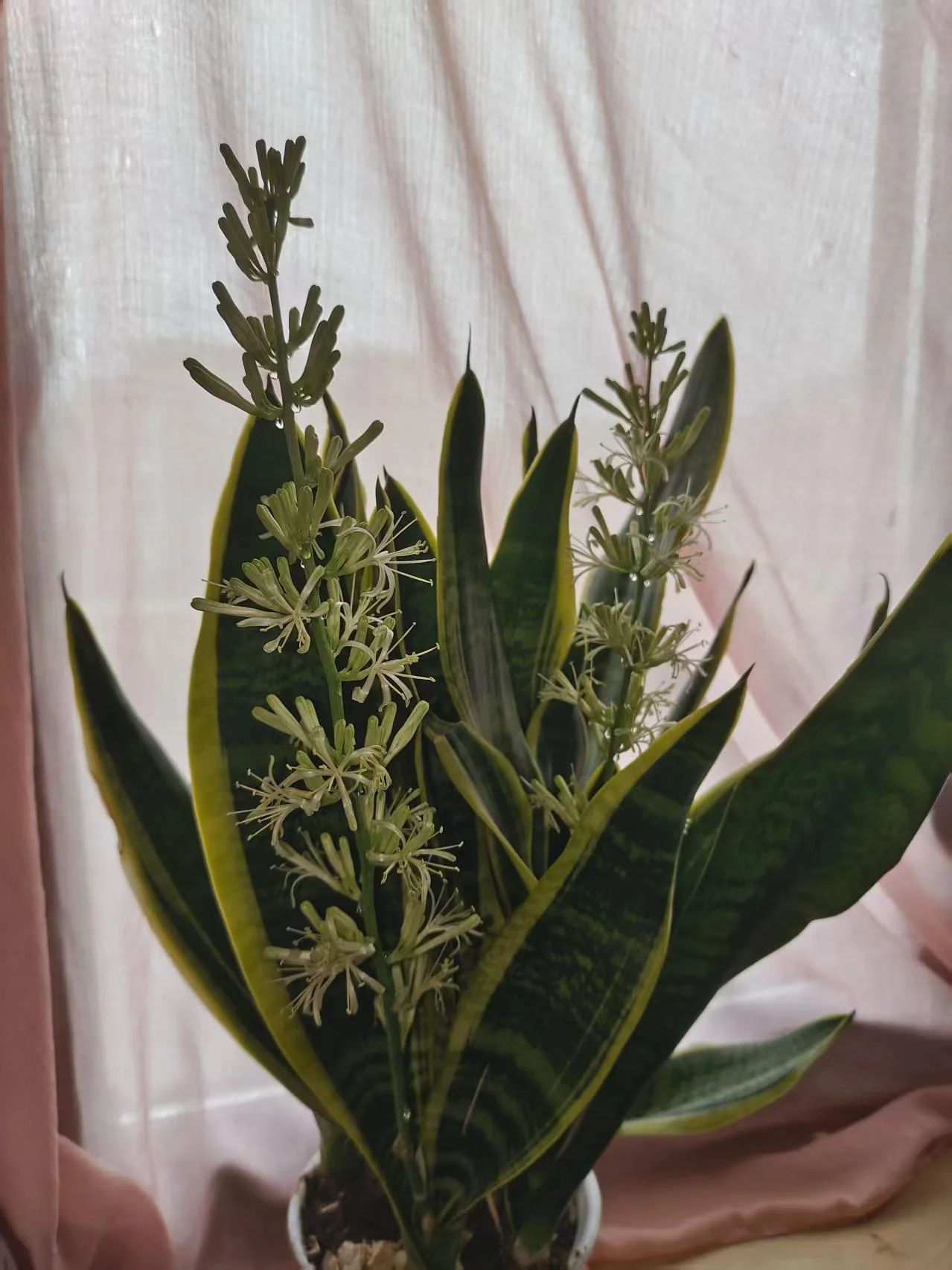 Fiore di sansevieria: perché compare, cosa costa alla pianta e cosa fare subito dopo