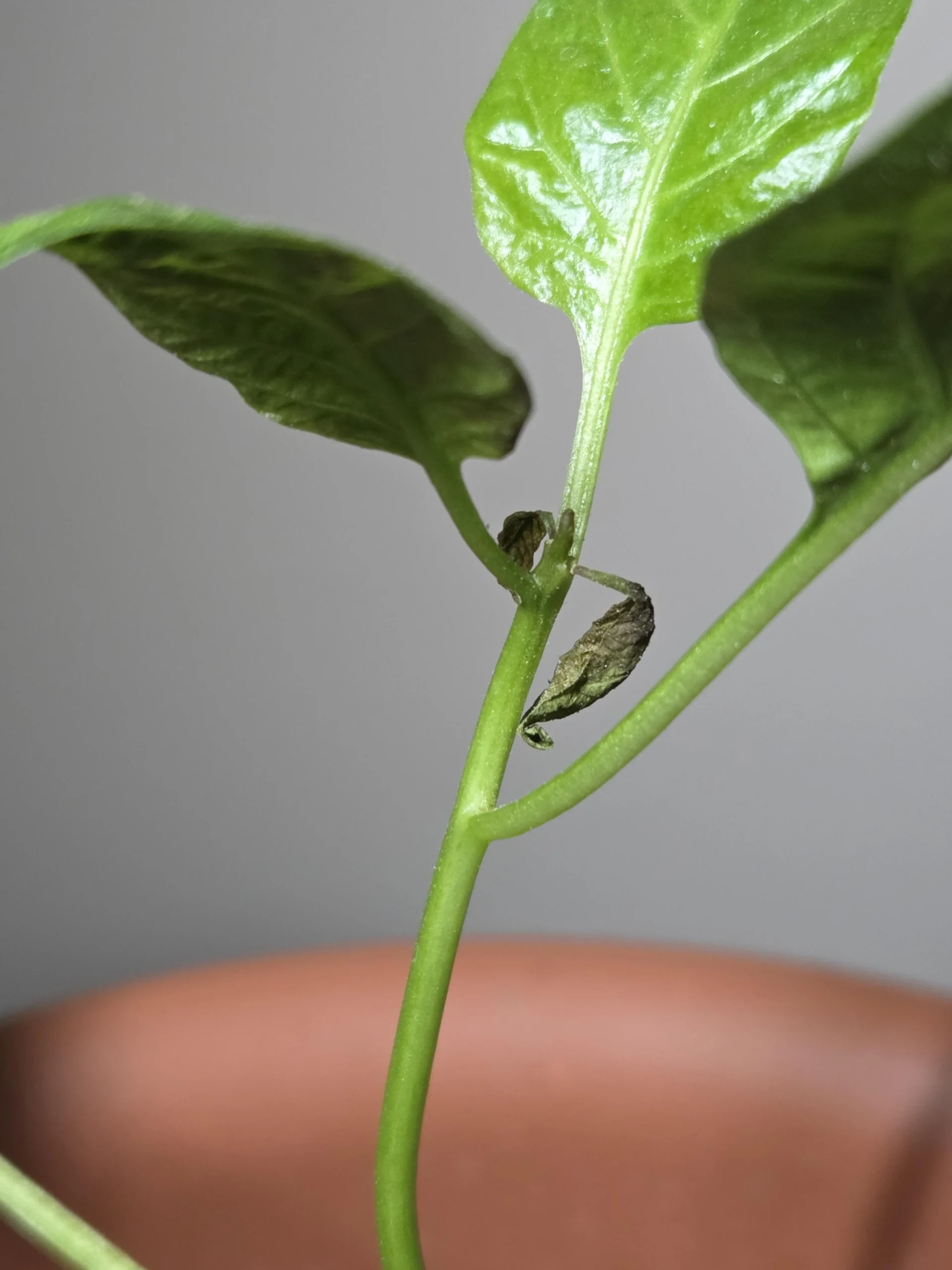 Foglie di peperoncino deformate e lucide: il colpevole è lungo 0,2 mm e non lo vedi
