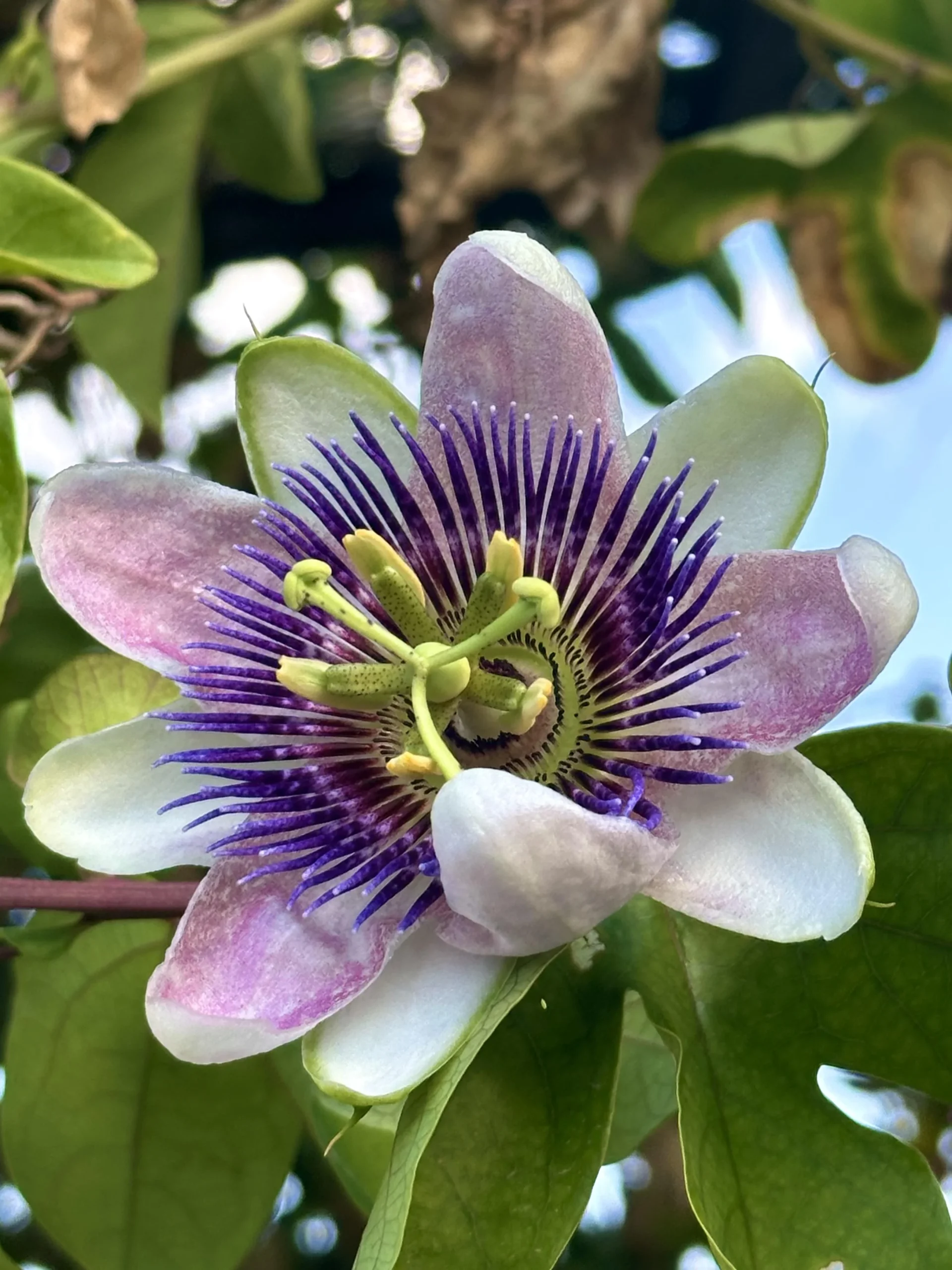 Frutti arancioni della passiflora: si mangiano davvero? Sapore, rischi e come riseminarla