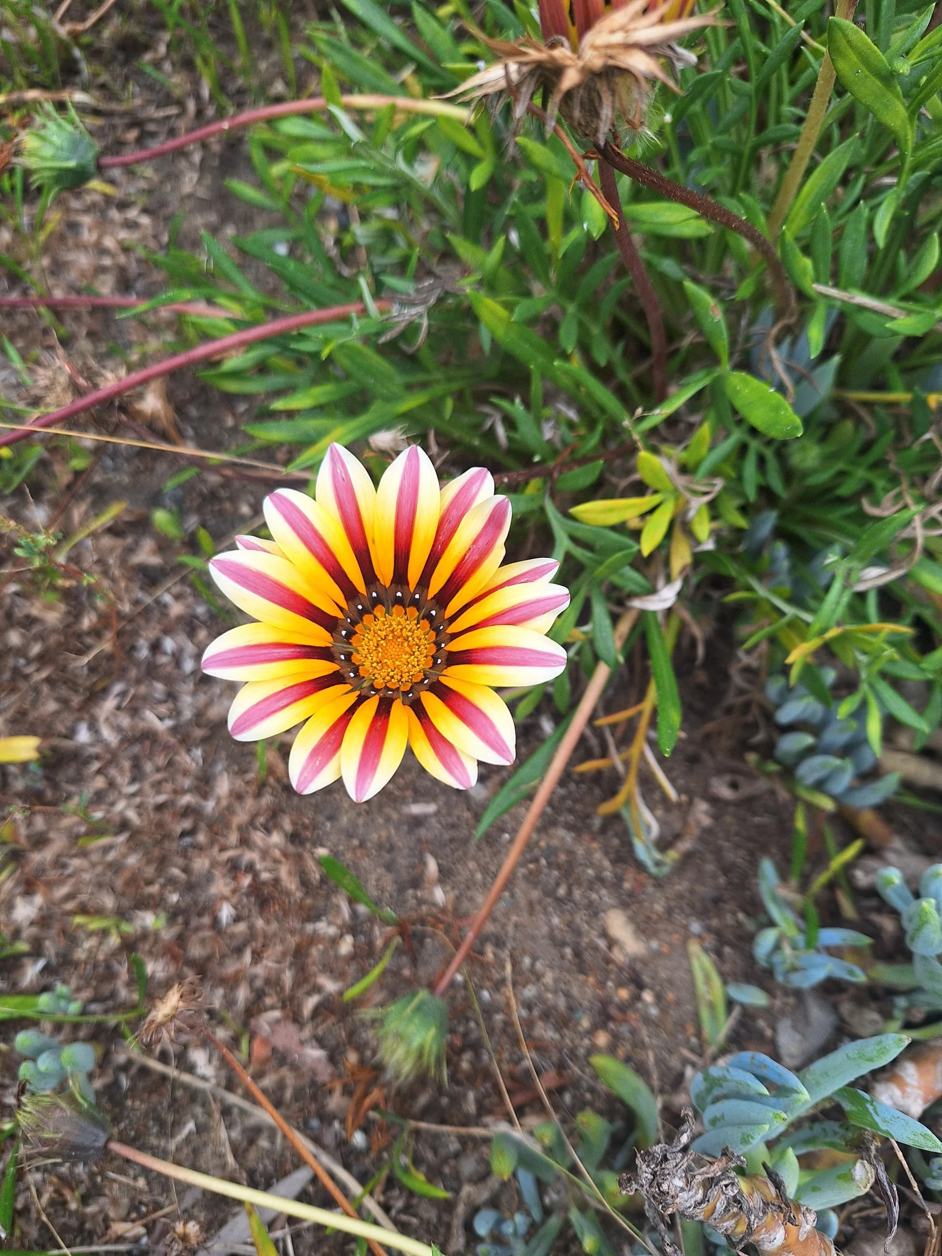 Gazania con i fiori sempre chiusi: non sta morendo, è un orologio solare