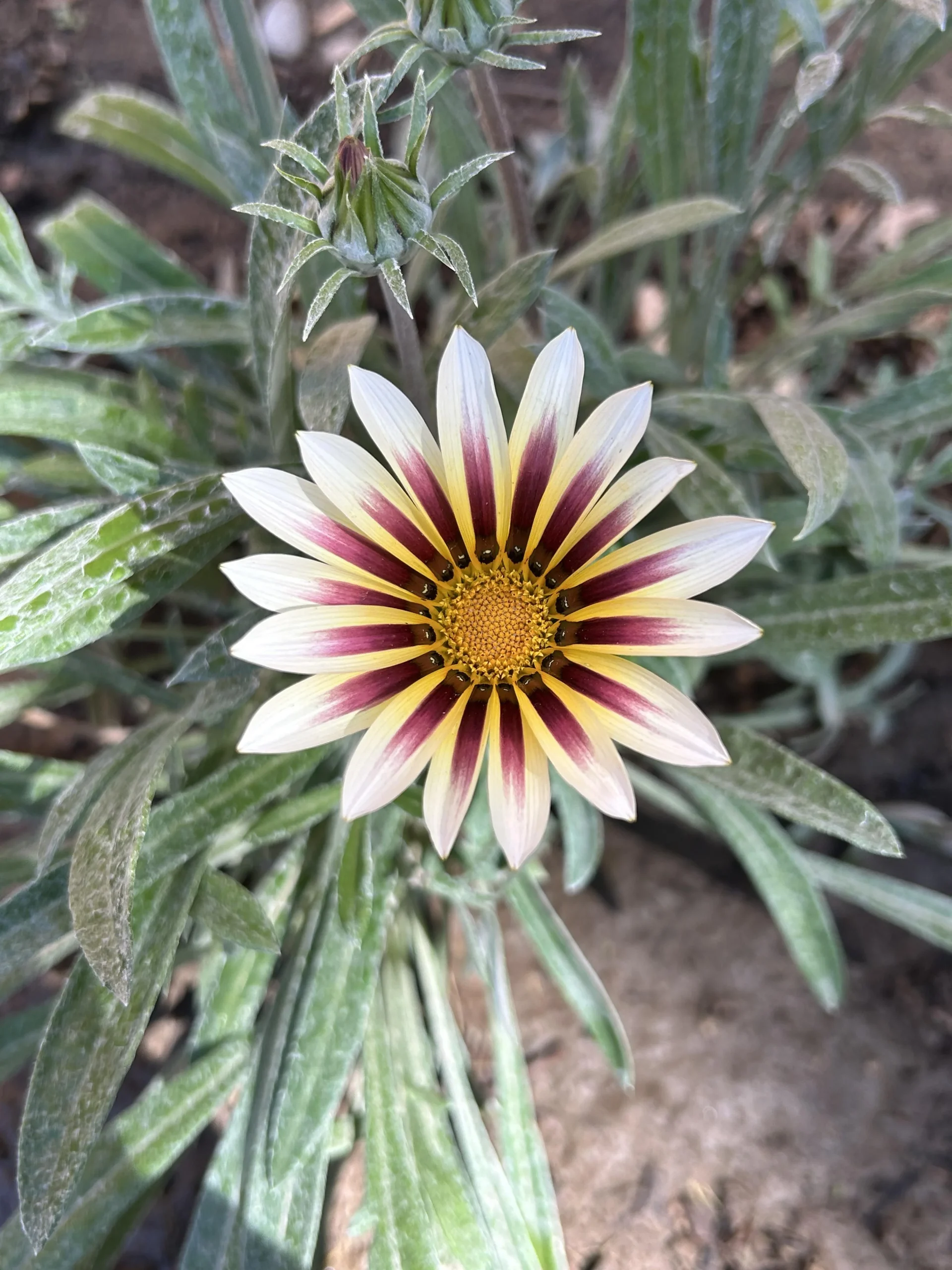 Gazania, il fiore che apre e chiude i petali col sole: come coltivarla e farla vivere anni