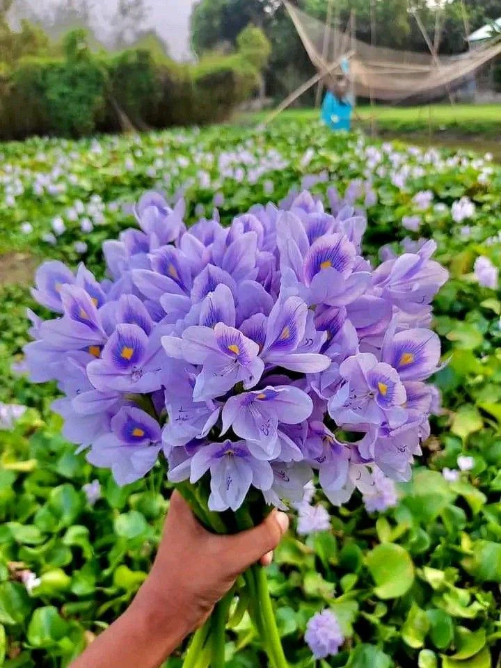 Giacinto d'acqua vietato in Italia: perché un fiore così bello è fuorilegge e cosa mettere al suo posto nel laghetto