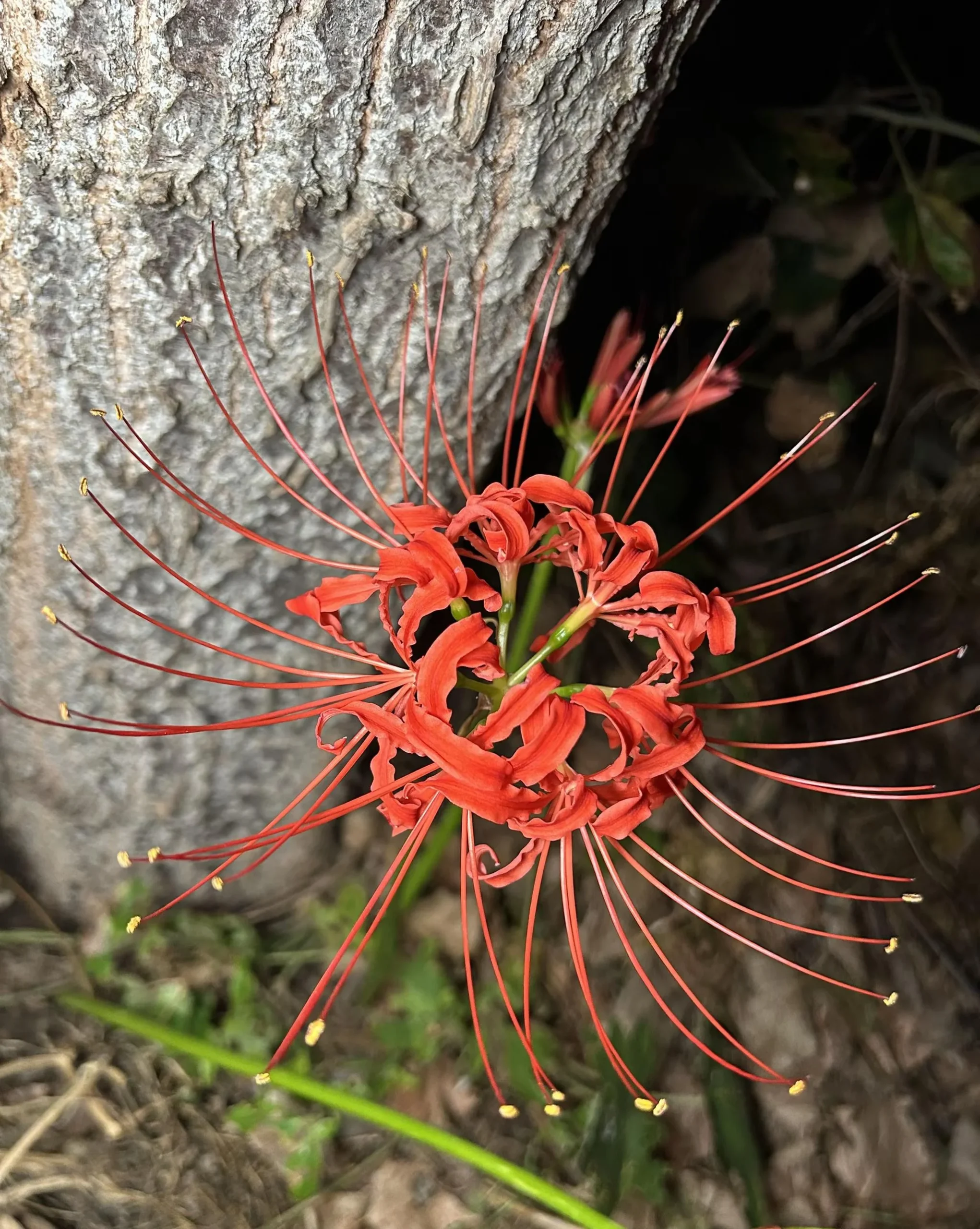 Giglio ragno rosso: il bulbo che conta le piogge e fiorisce nudo in una settimana
