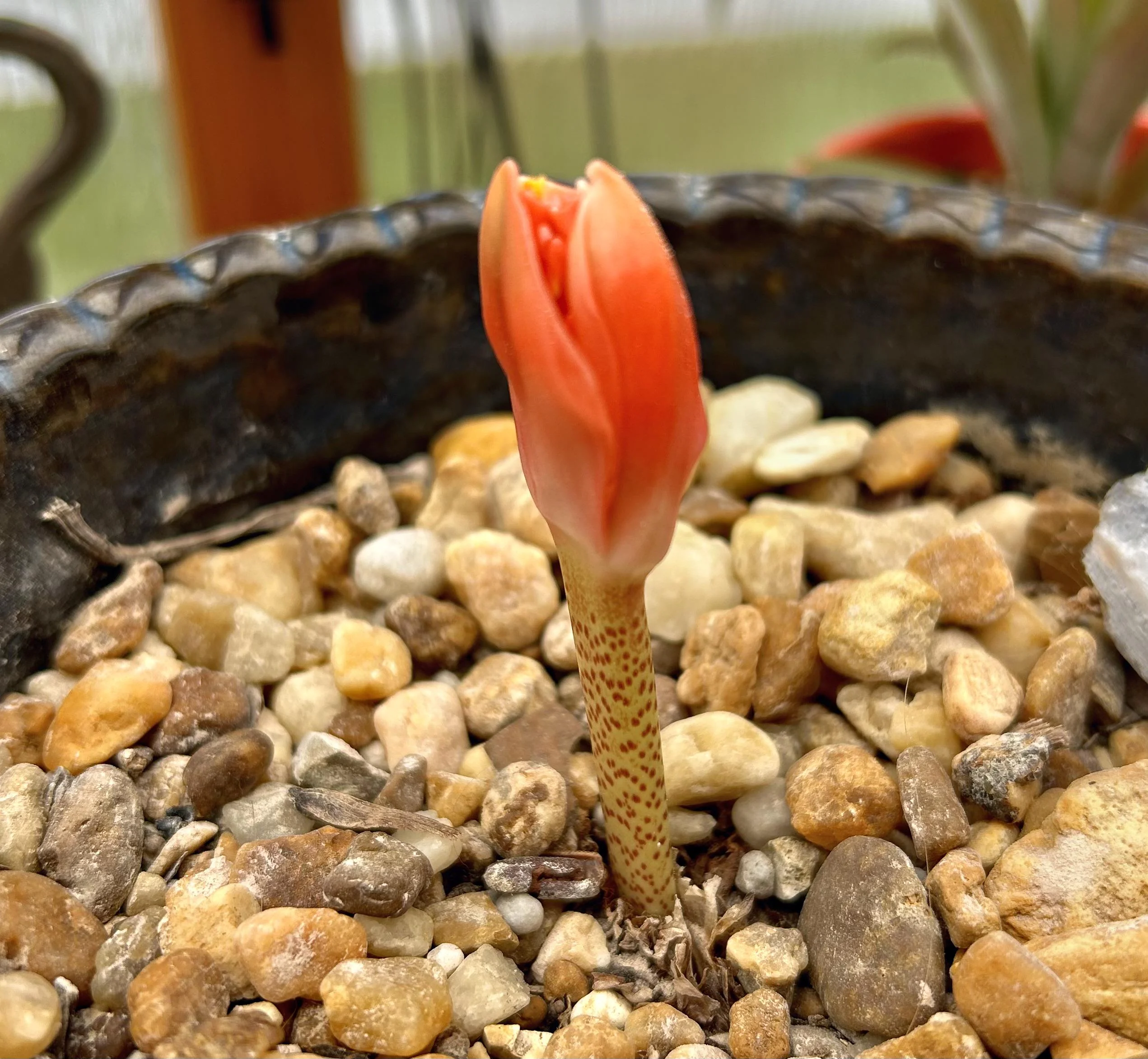 Haemanthus coccineus coltivazione: perché il giglio del sangue non fiorisce e come rimetterlo in orario