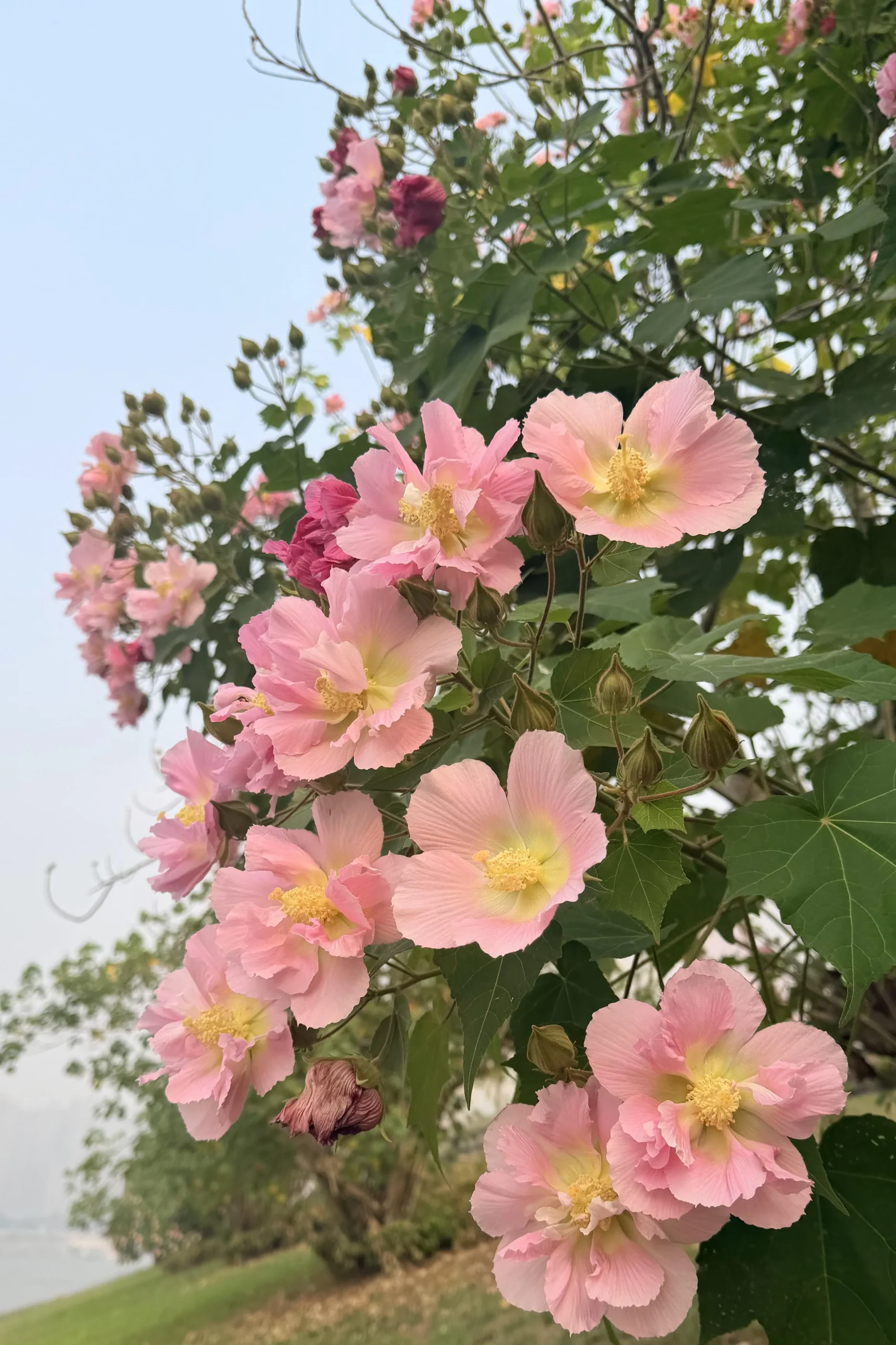 Hibiscus mutabilis, l'ibisco che cambia colore in un giorno: bianco all'alba, rosso al tramonto