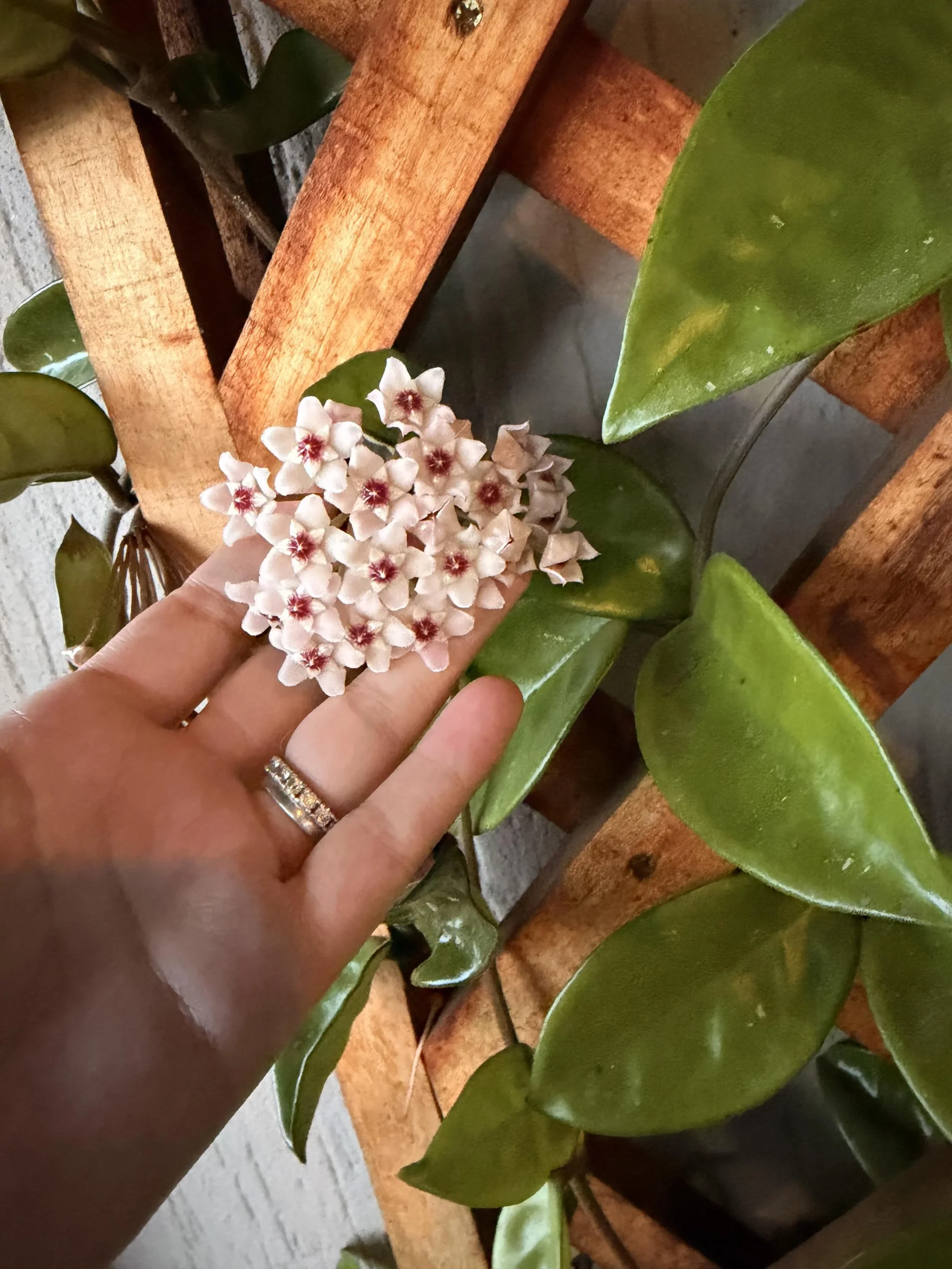 Hoya carnosa che non fiorisce da anni: il piccolo sperone che non devi mai tagliare