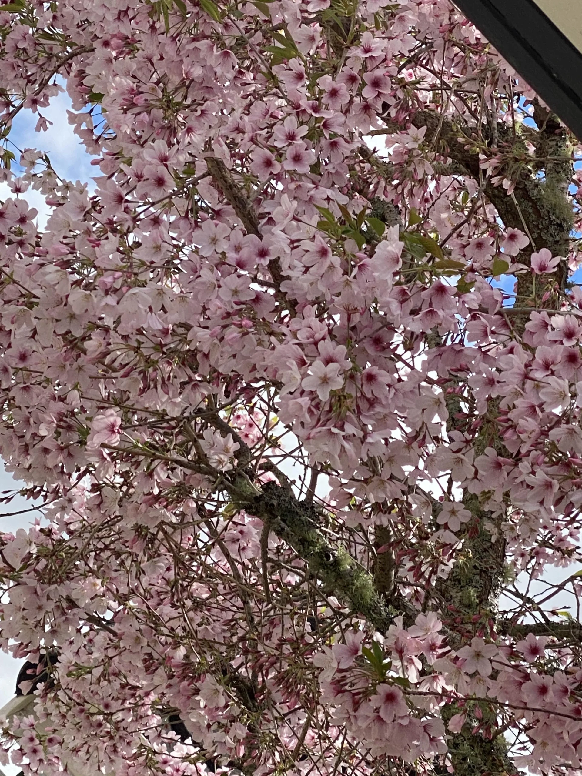 Il ciliegio fiorisce in autunno: cultivar rifiorente o albero in difficoltà?