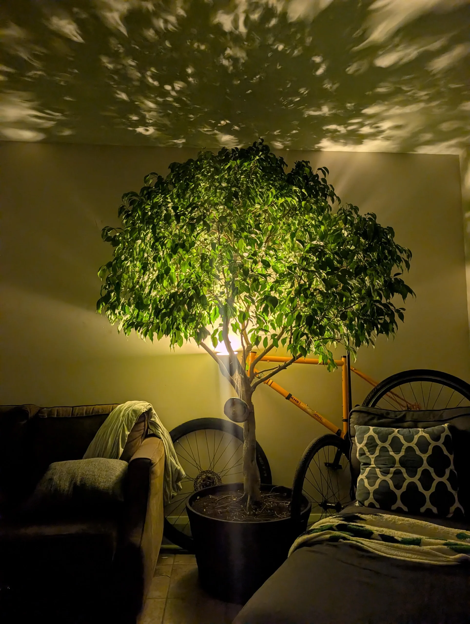 Il ficus benjamina perde le foglie dopo un trasloco? Non sta morendo: sta cambiando chioma