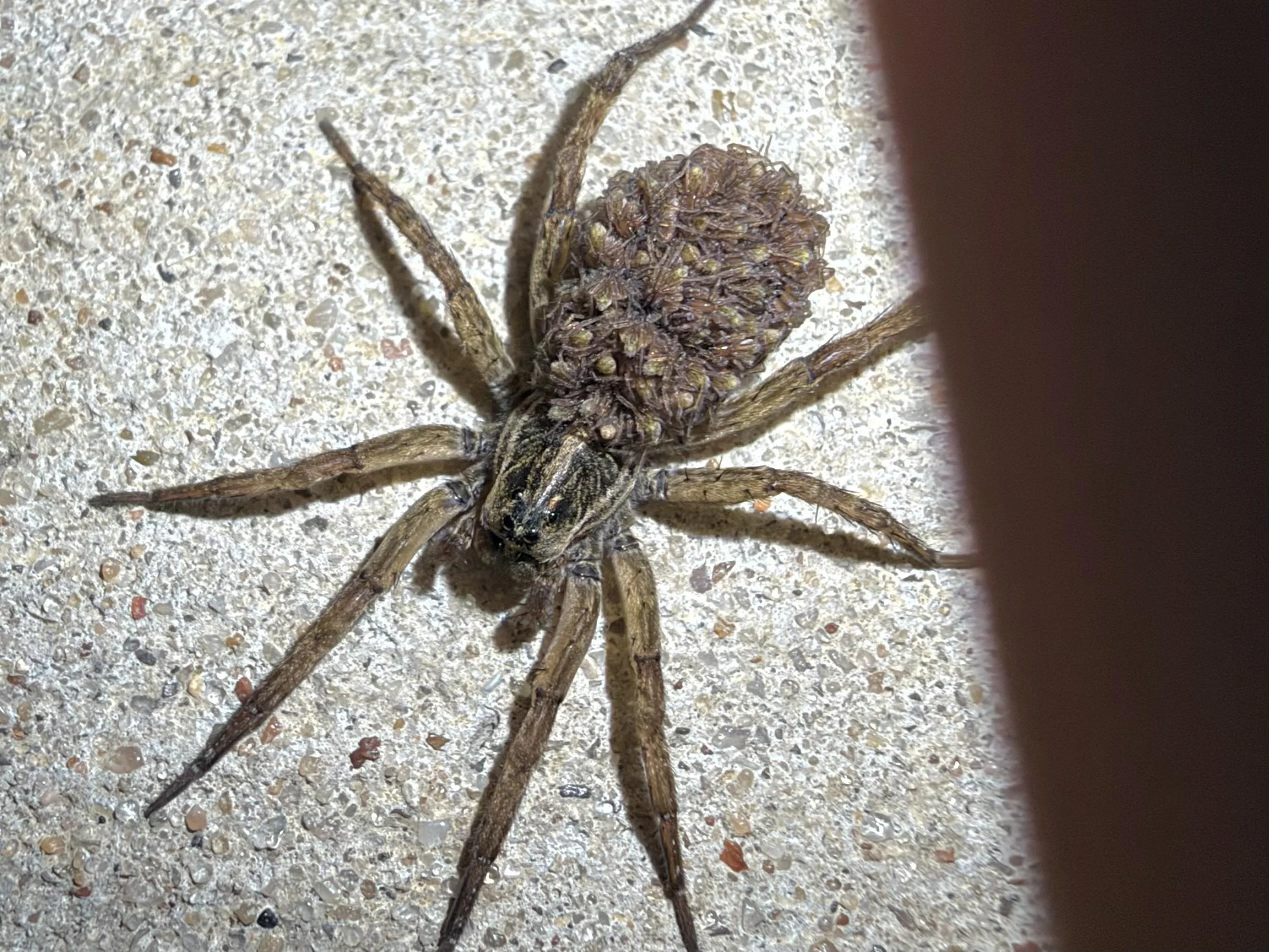 Il ragno lupo che porta i piccoli sul dorso: come riconoscerlo in orto e il trucco della torcia di notte