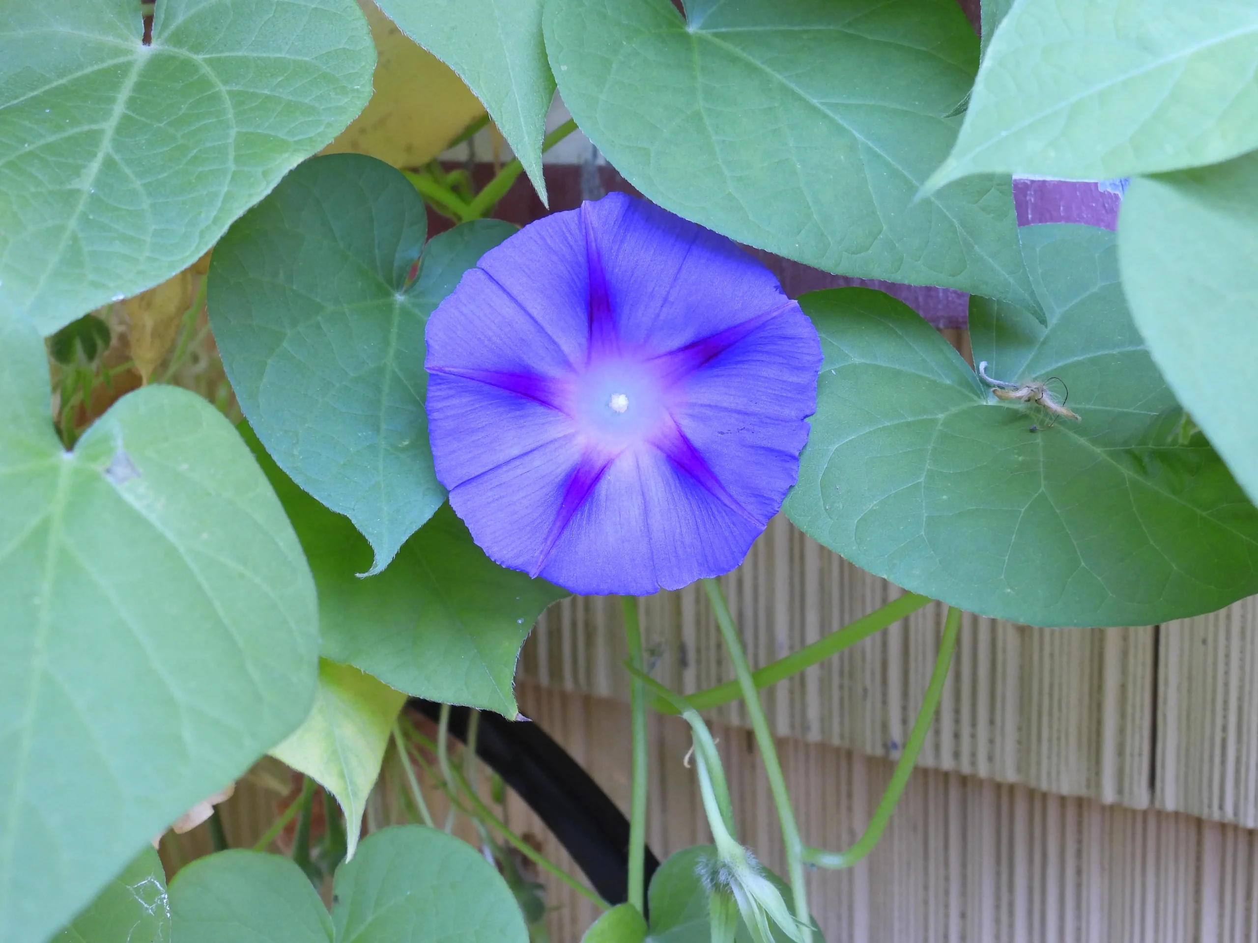 Ipomea, il fiore che dura mezza giornata: come guadagnare ore di fioritura fino a novembre