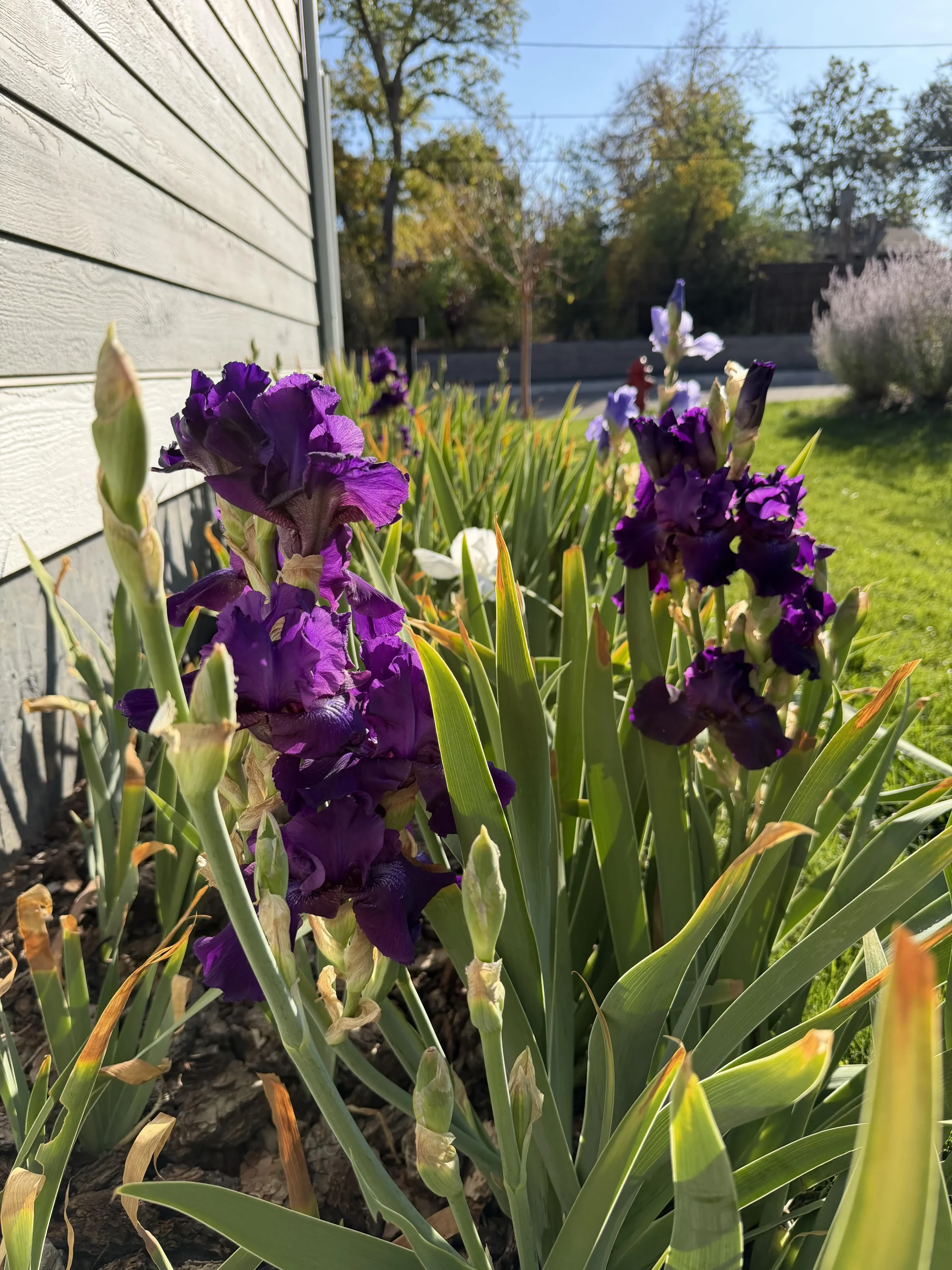 Iris rifiorenti: il trucco per la seconda fioritura in autunno (e perché in Italia funziona meglio)