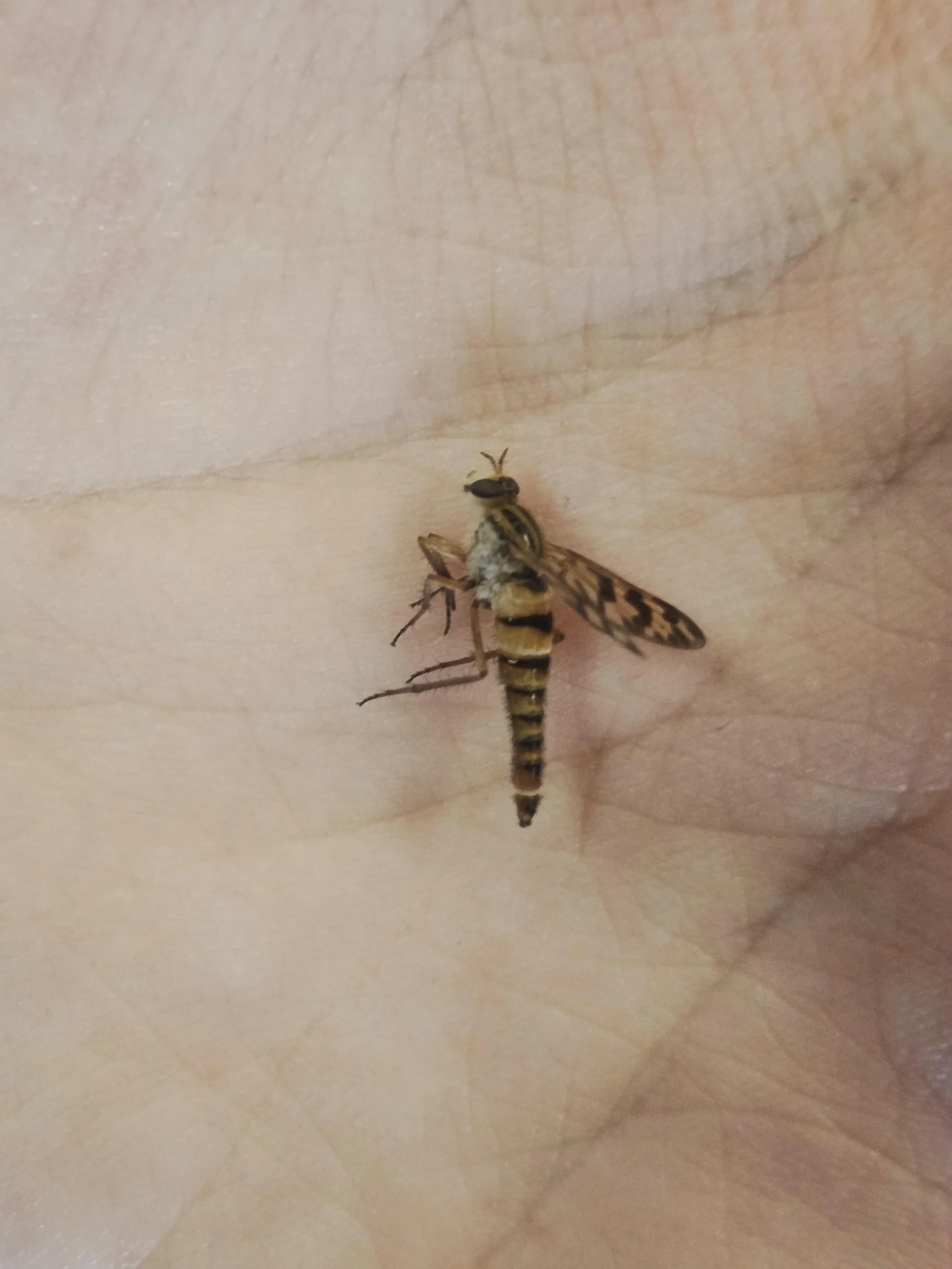 La mosca rapace asilide: il cacciatore del tuo orto che tutti scambiano per un tafano